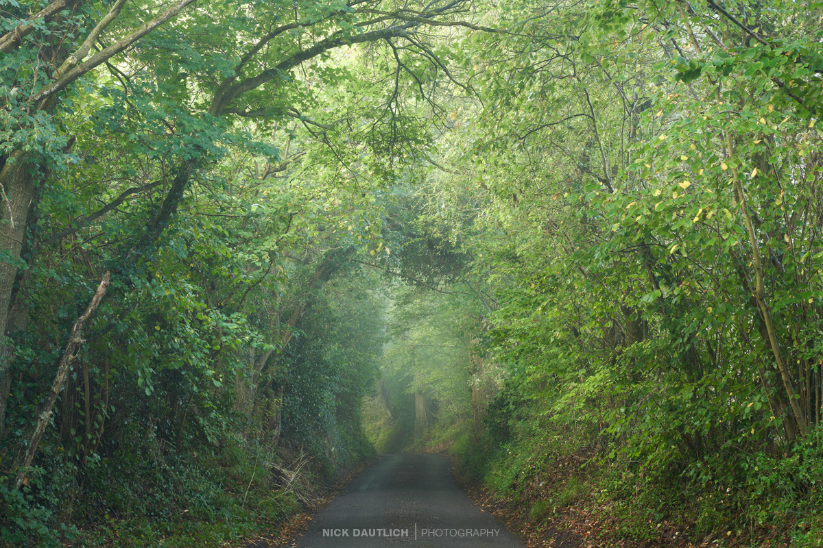 English tree tunnel with path leading to distance