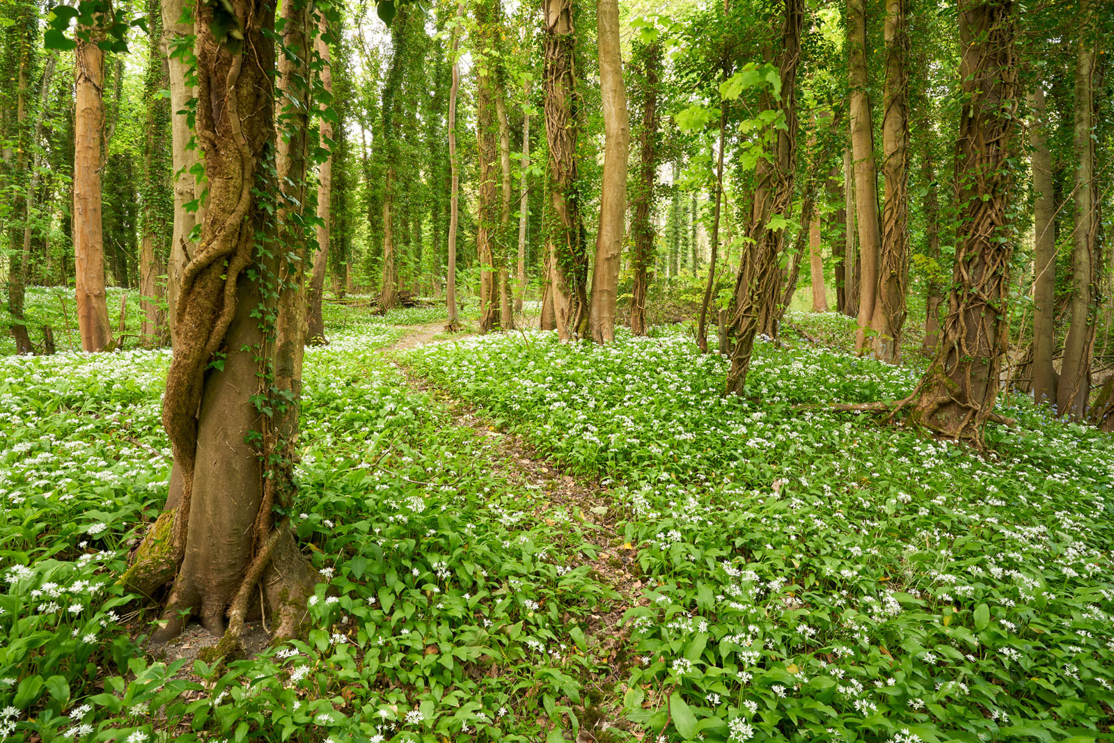Wild garlic delights Sussex hillsides