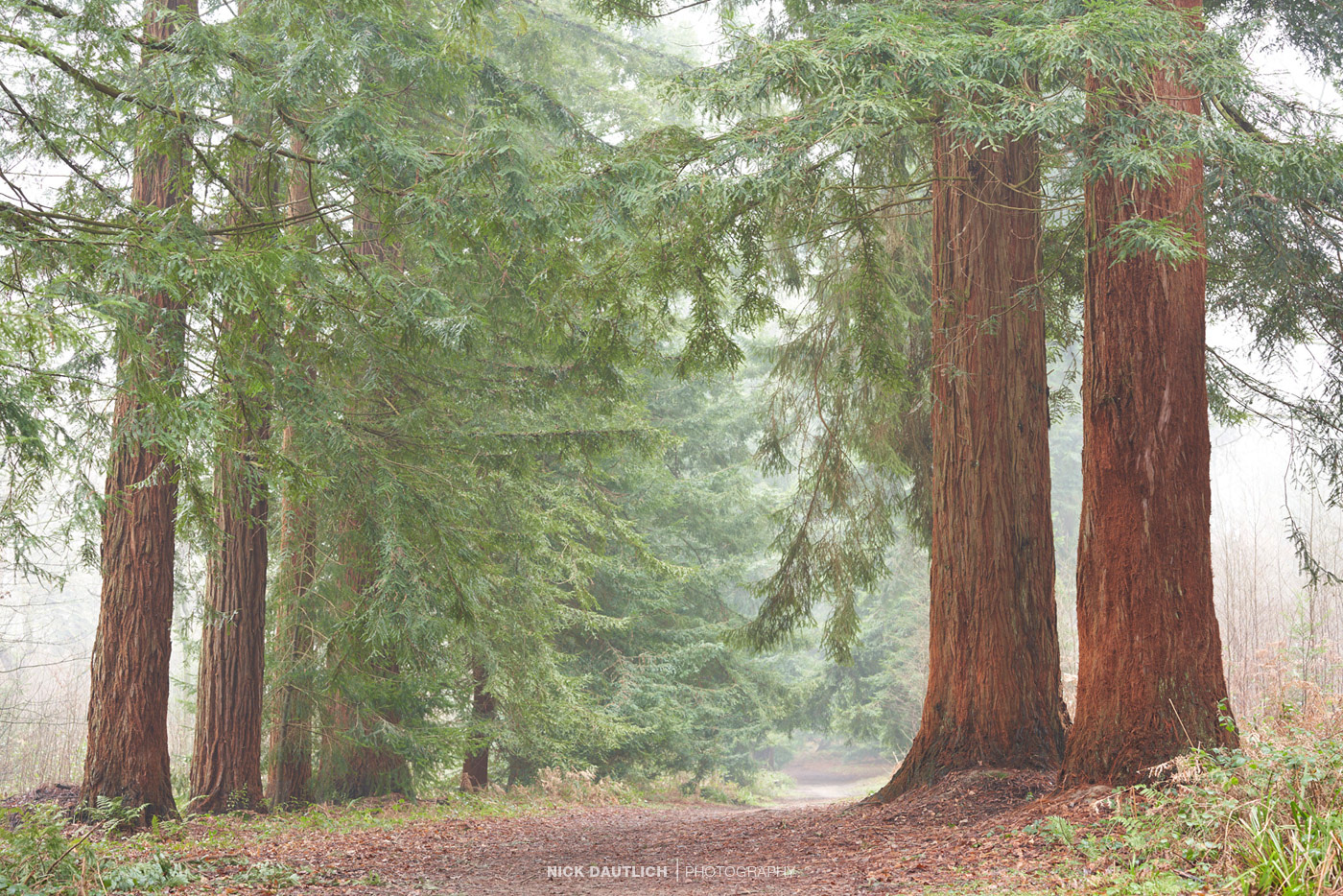 Tree avenue in Sussex with misty backdrop and giant red evergreens
