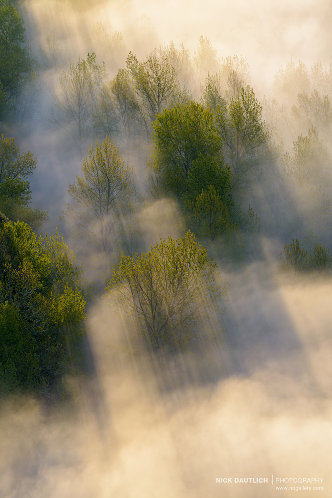 Sunlight casts shadows through thick fog in forest scene