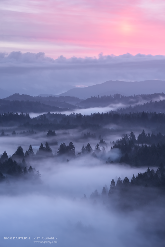 pink sunrise colours over misty forest scene