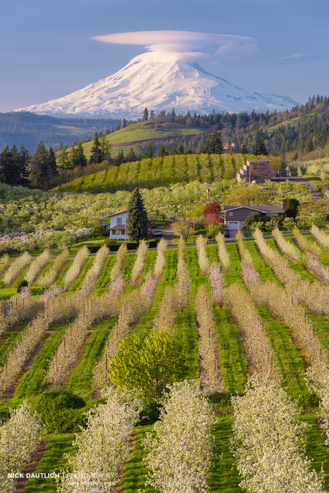 Lenticular clouds over Mt Adams with lines of orchard trees