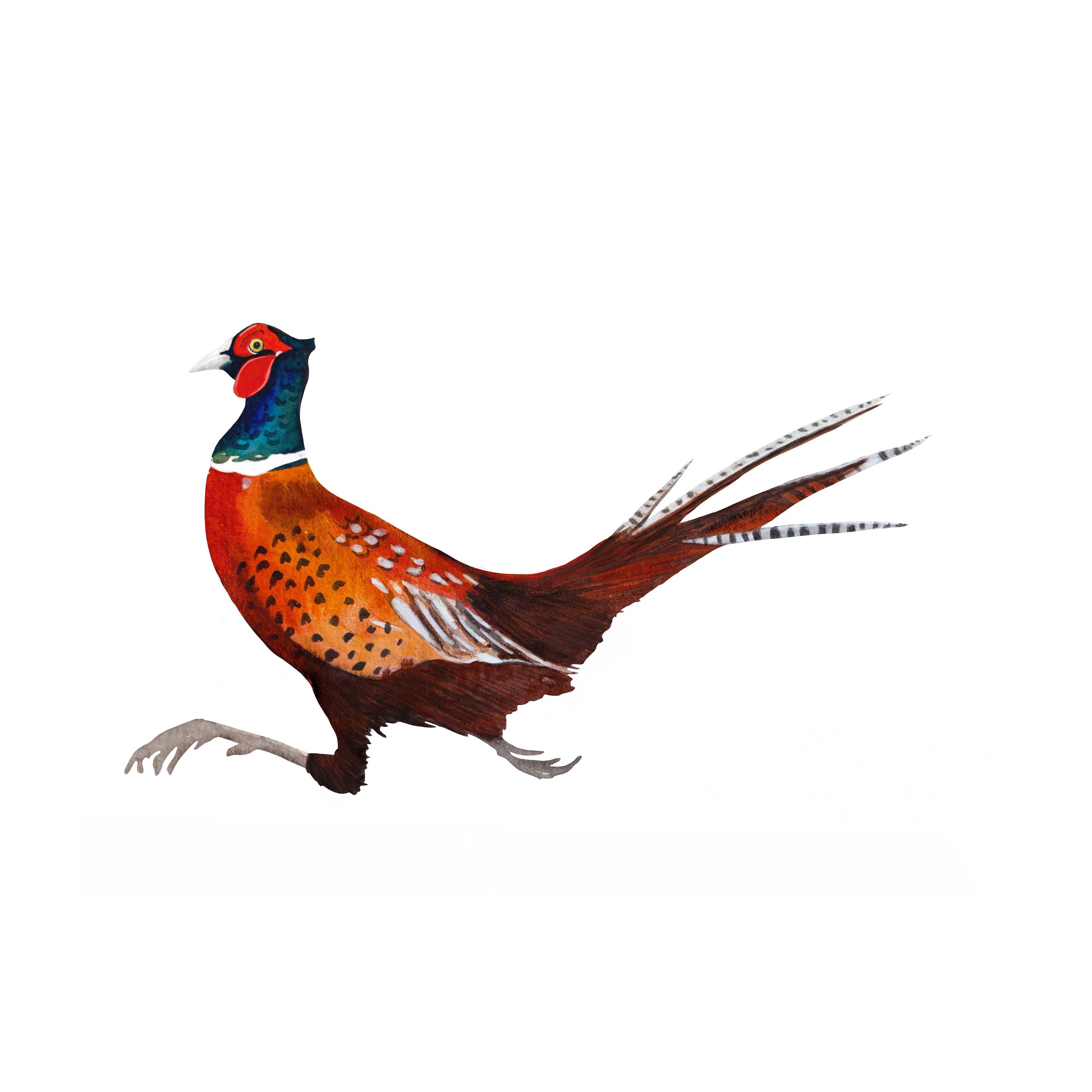 Pheasant Watercolour Illustration by Sarah Whittle Illustration
