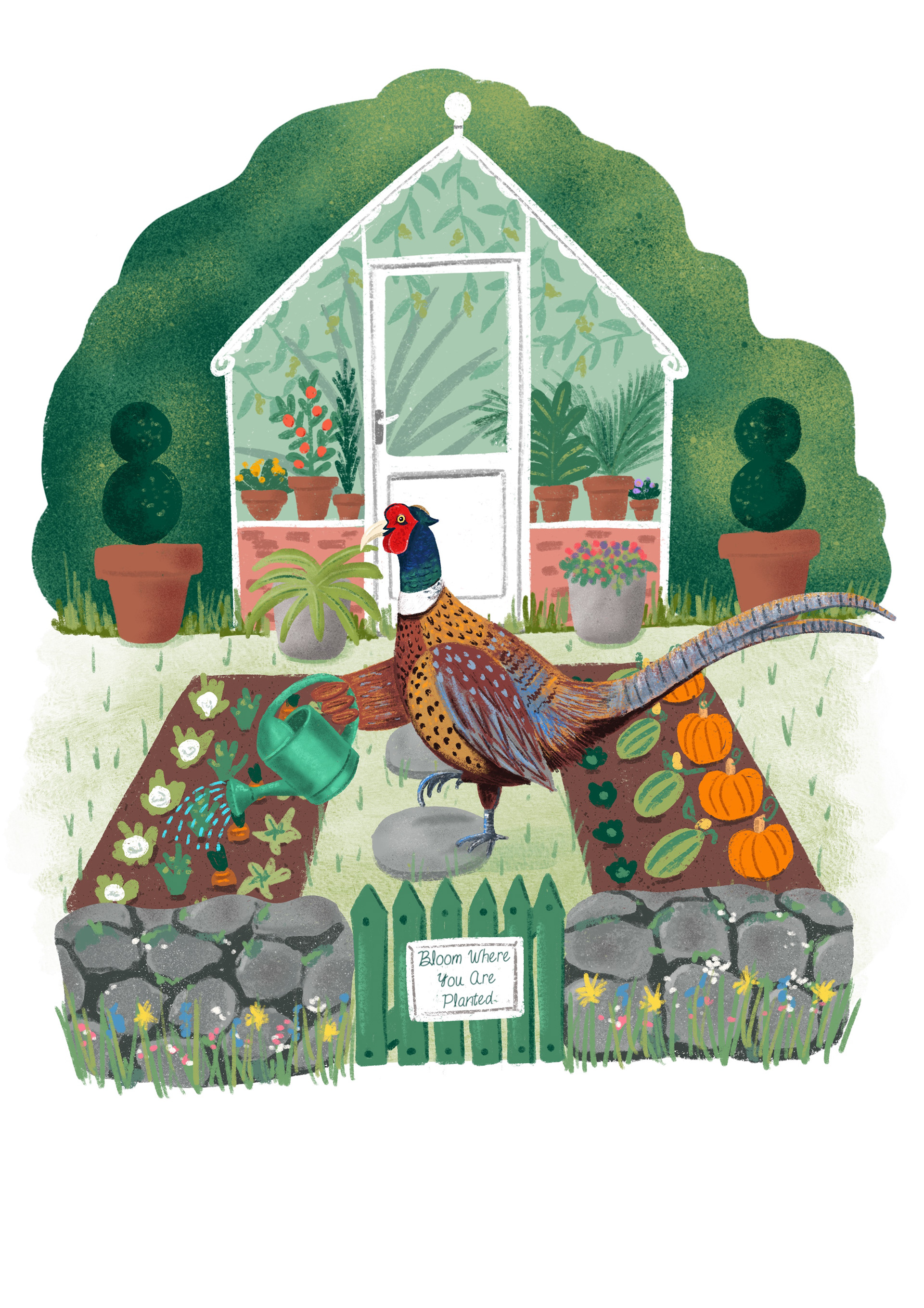 Pheasant Greeting Card Illustration by Sarah Whittle Illustration