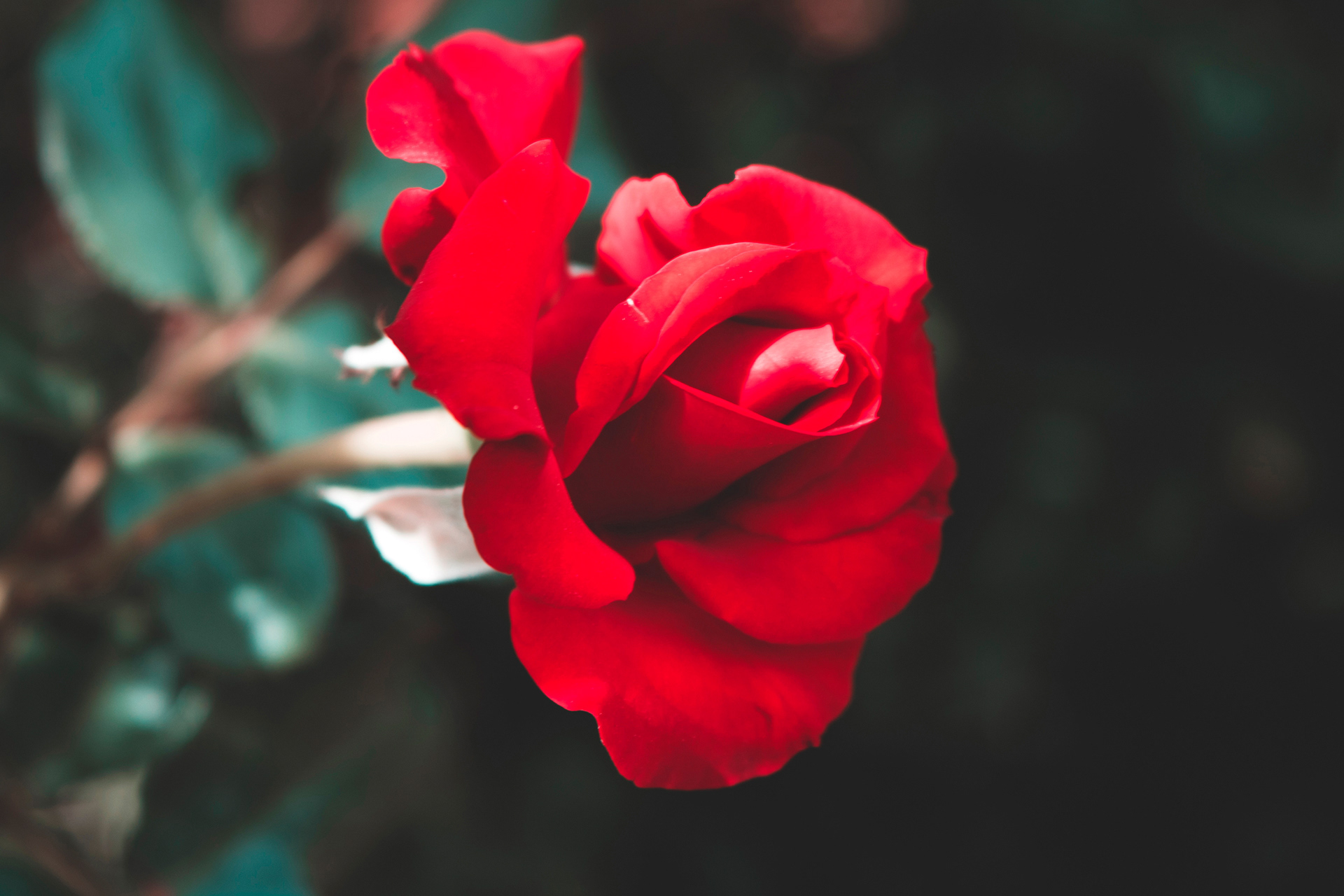 Original Rose