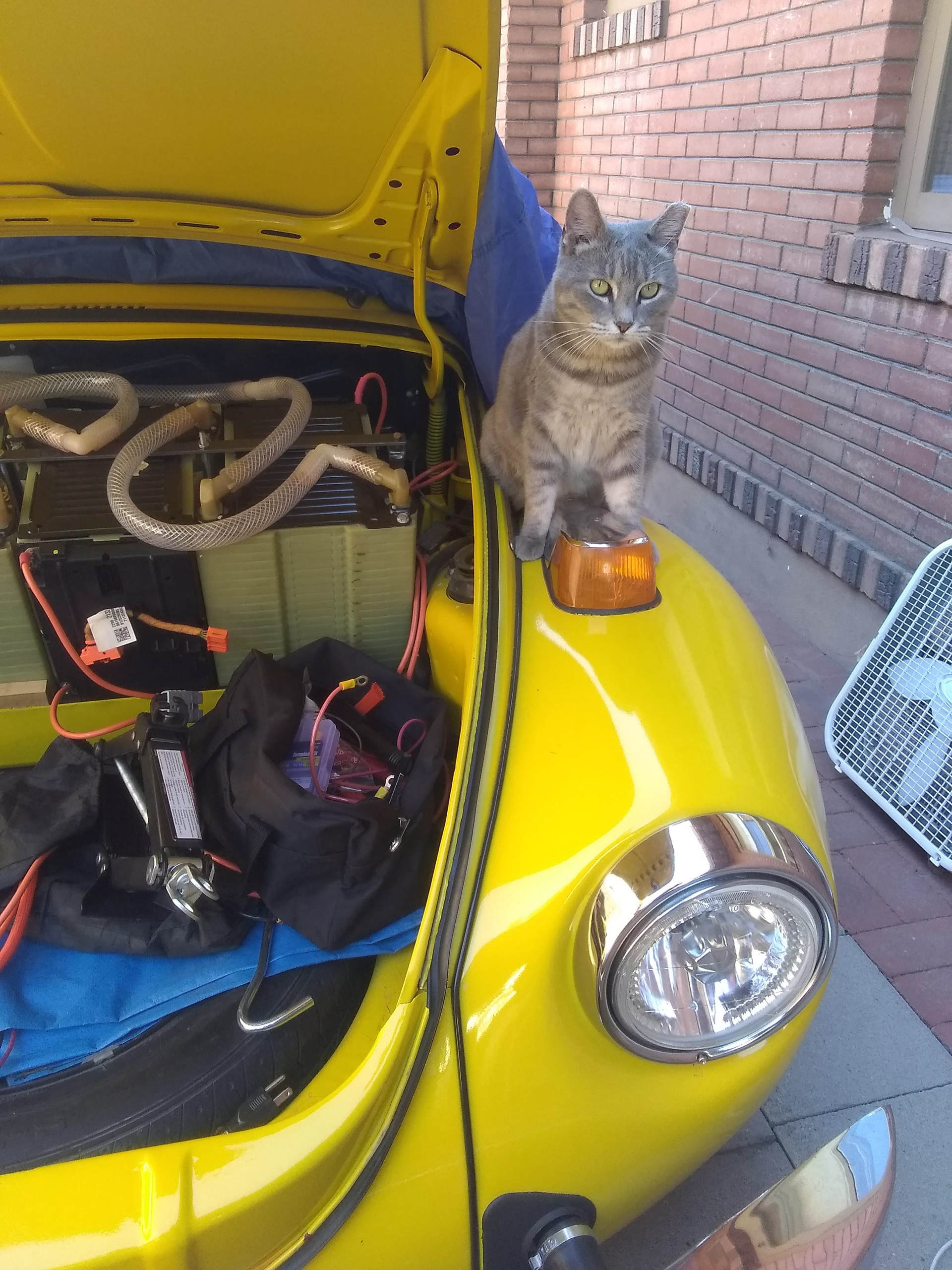 Cat!