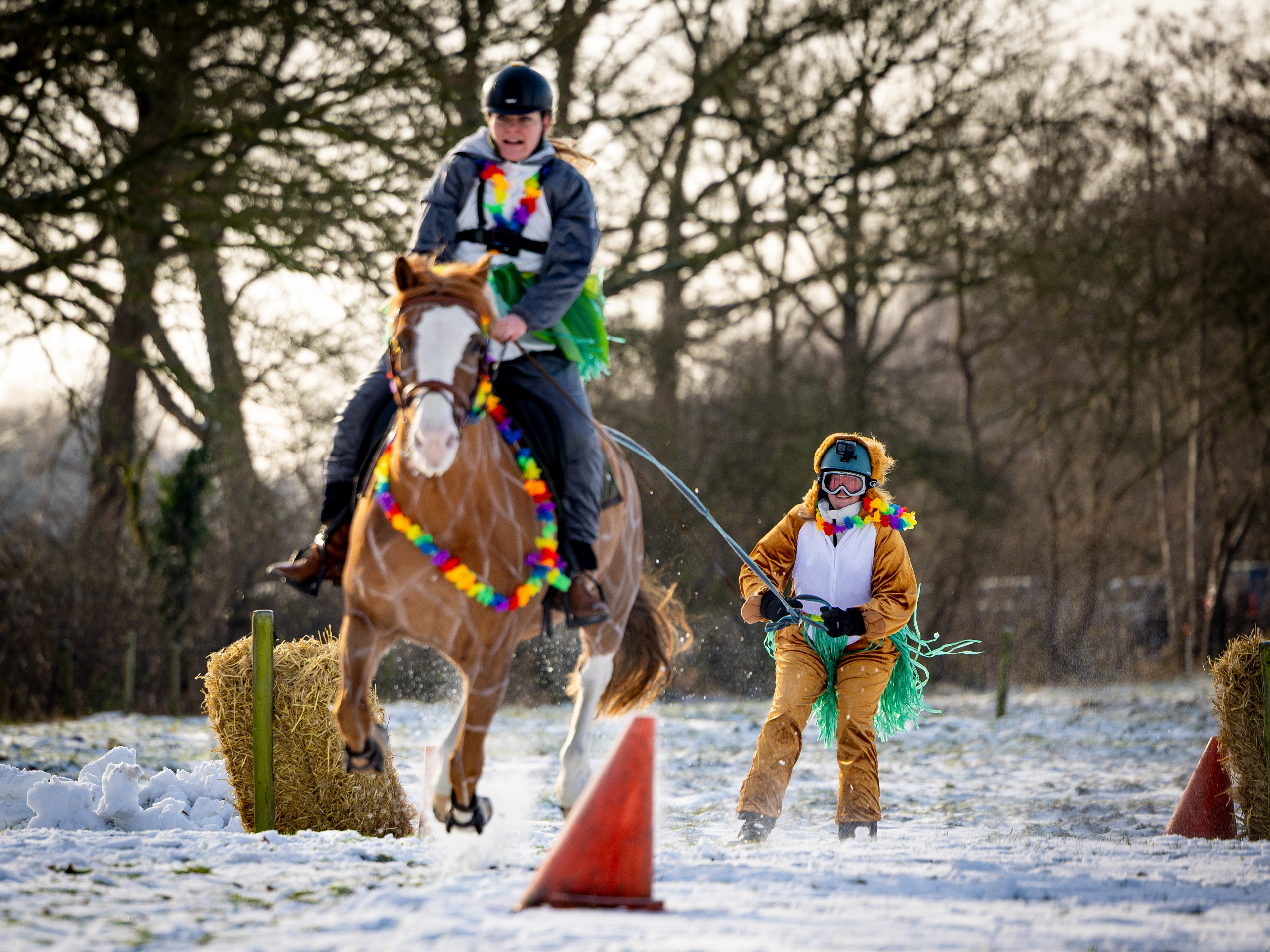 In Markelo wordt na 16 jaar opnieuw galopskiën gehouden. Tijdens het evenement worden deelnemers op ski’s en snowboards in volle galop voortgetrokken door paarden. De winterse omstandigheden maakten het mogelijk het galopskiën weer te organiseren.  I.o.v. TC Tubantia 