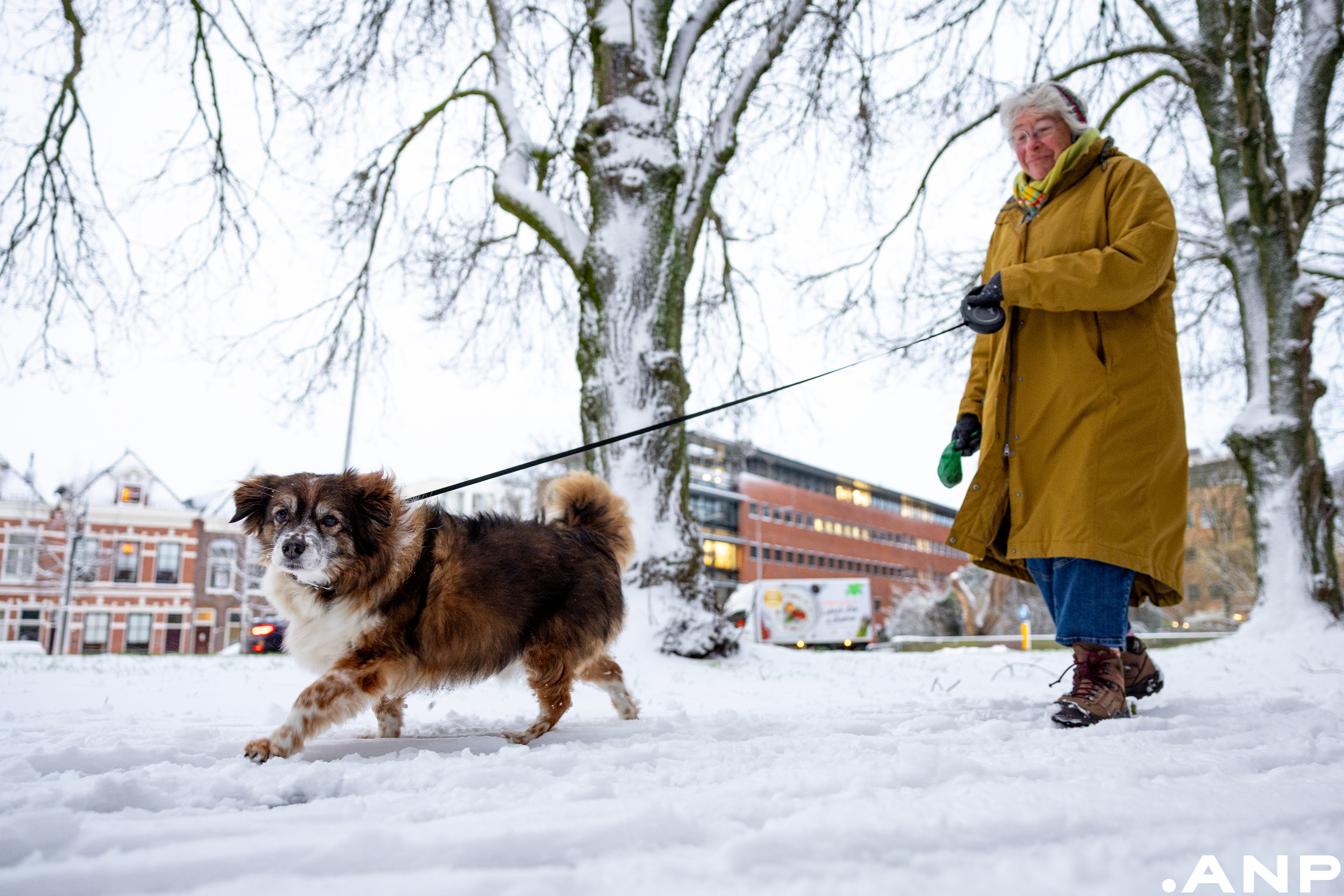 Noord-Nederland ontwaakt onder een witte sneeuwdeken. In Friesland, Groningen, Drenthe en op de Waddeneilanden geldt code oranje vanwege sneeuwval en harde wind. Door de krachtige wind waait sneeuw op en kunnen lokaal sneeuwbanken ontstaan. I.o.v. ANP Foto