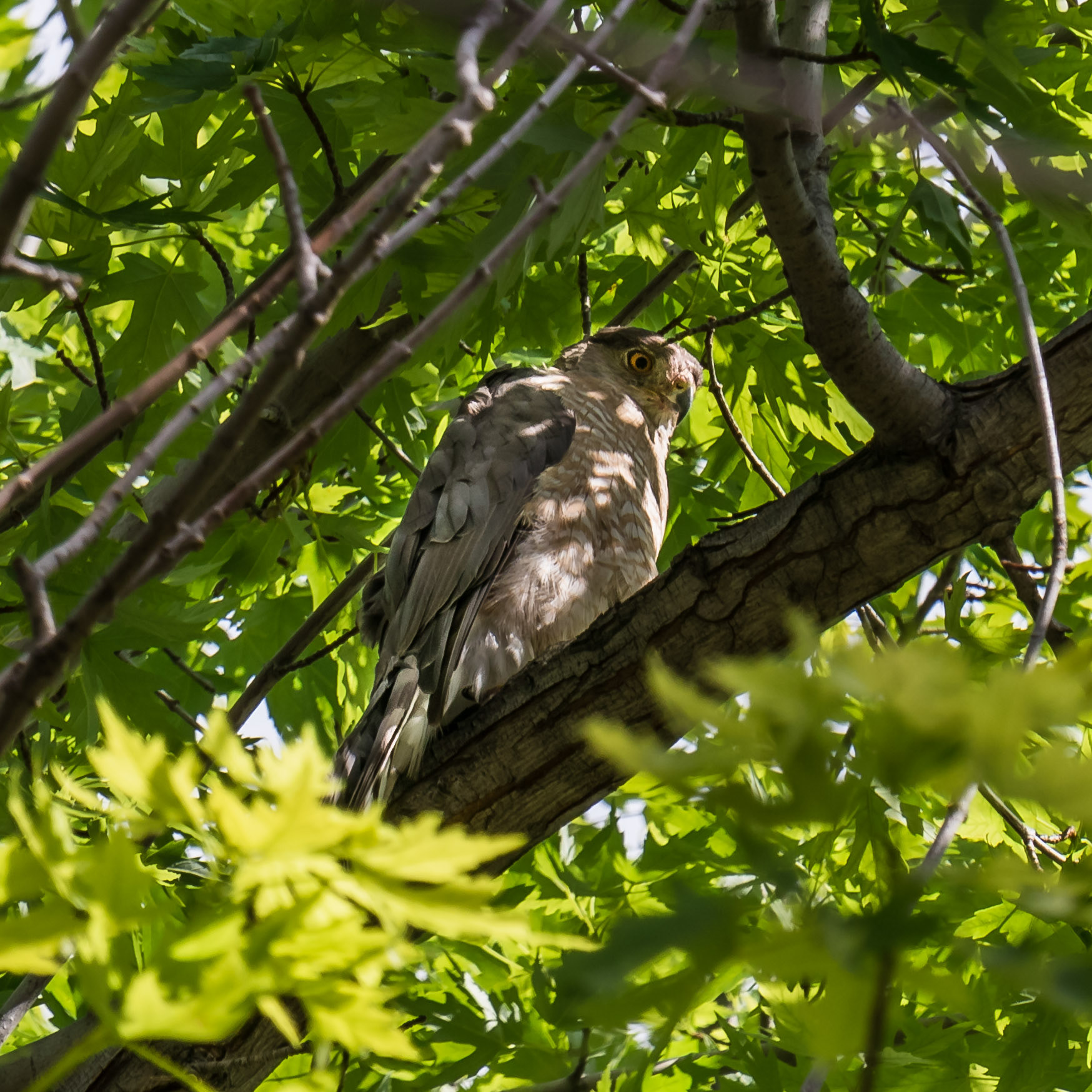 Neighborhood Hawk June 2020