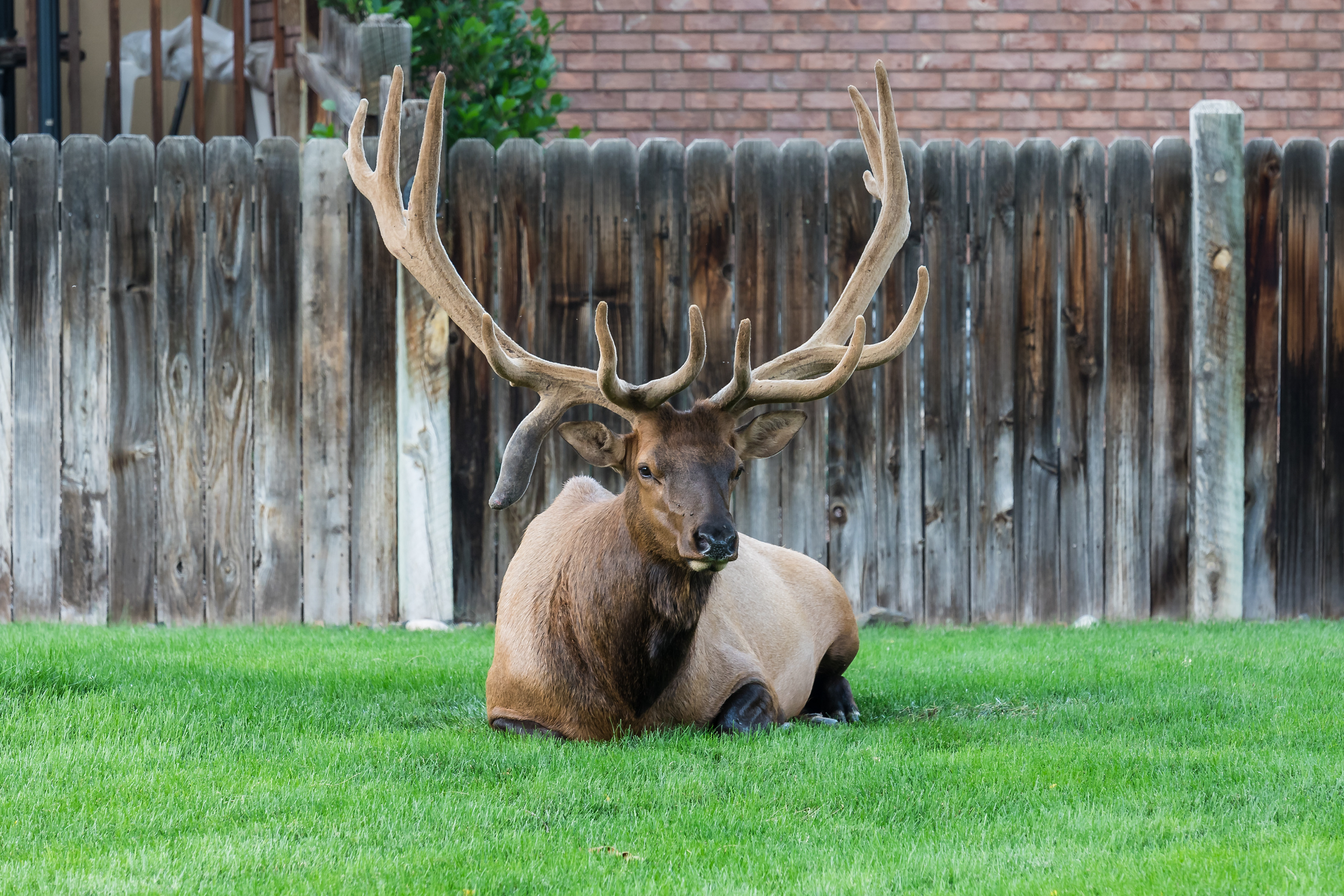 Yep, he sees me, but doesn't really care :)