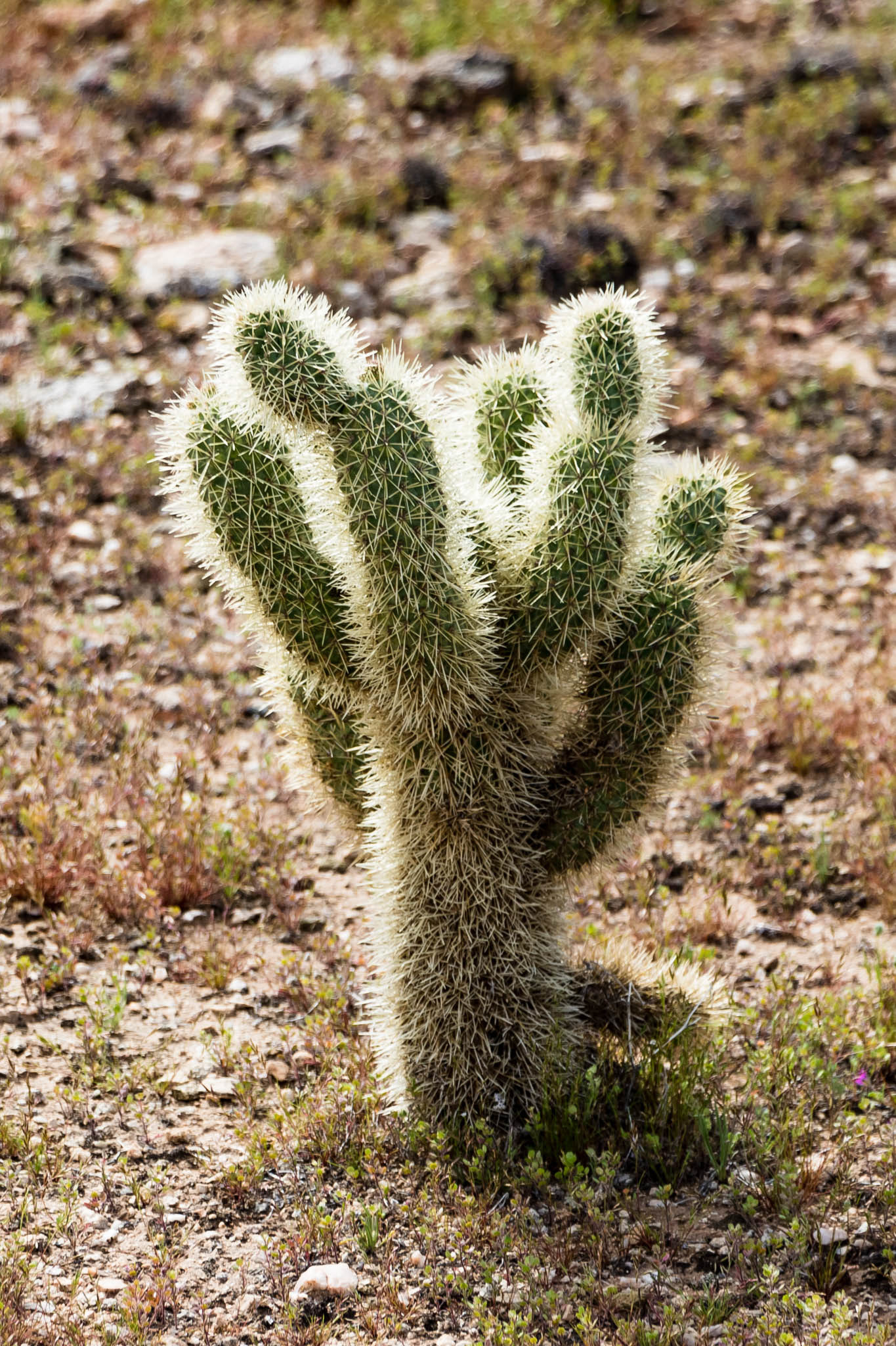 Phoenix Arizona