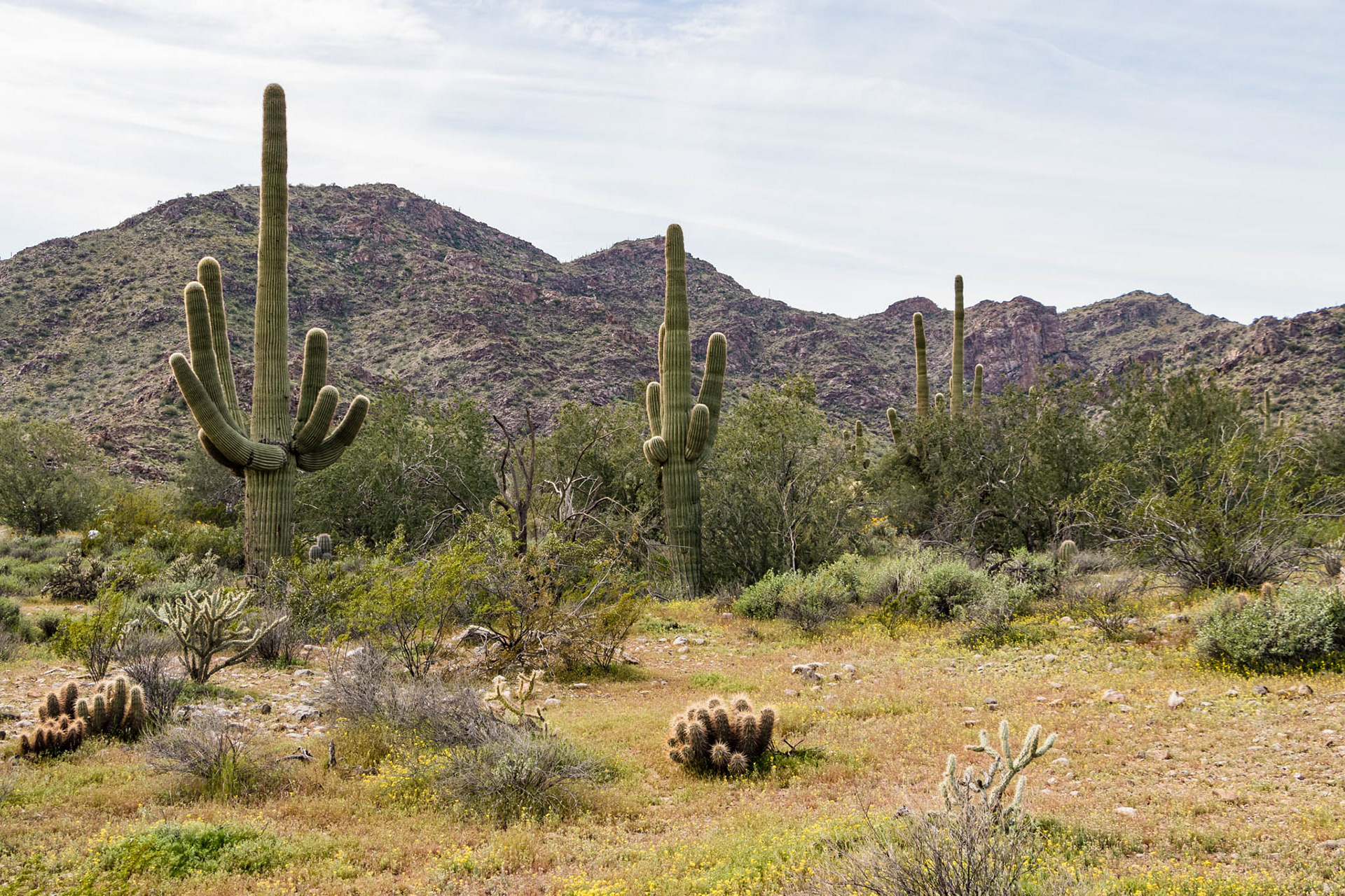 Phoenix Arizona