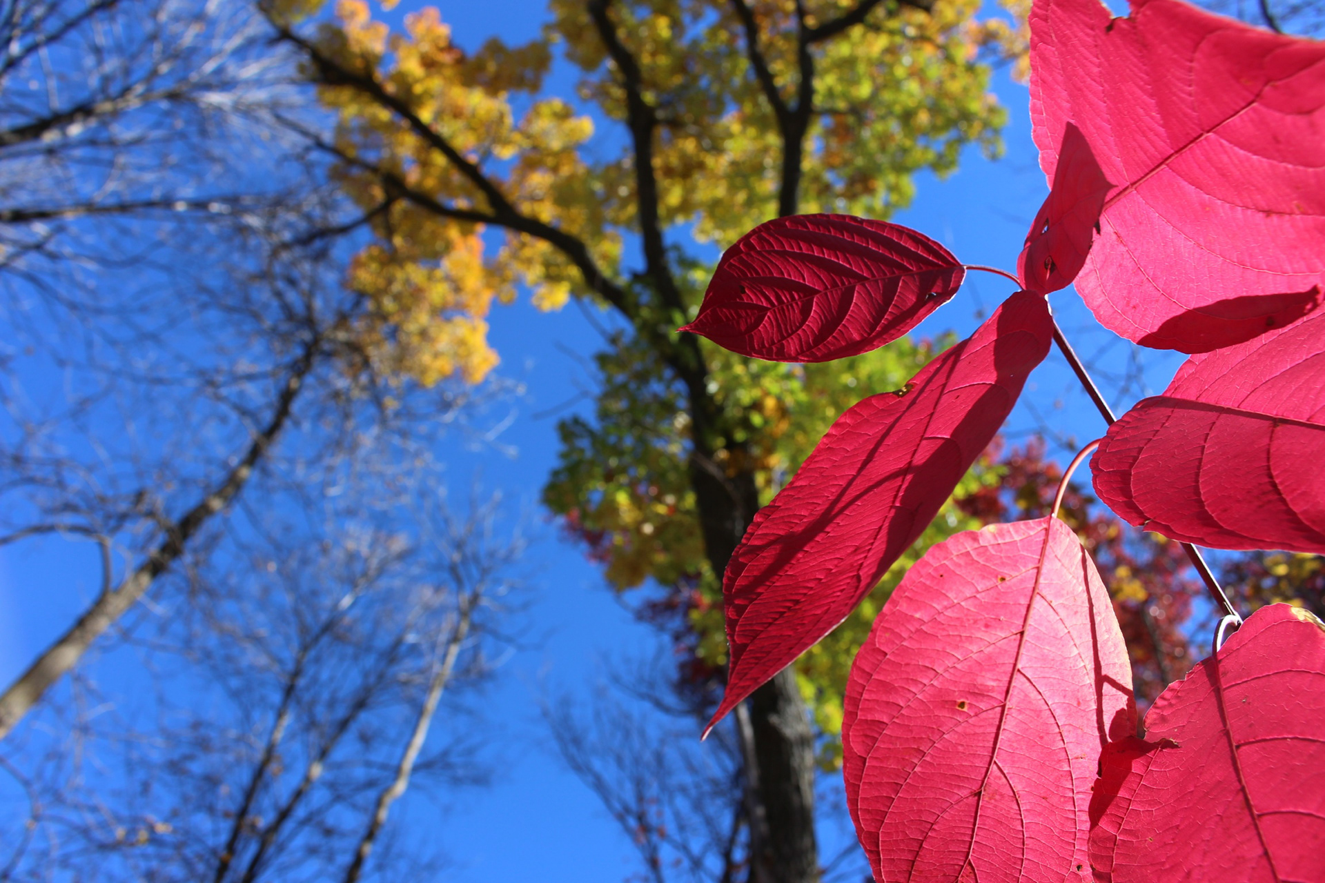 Close Up Detail of Vibrant Red Fall Foliage in Minnesota Nature