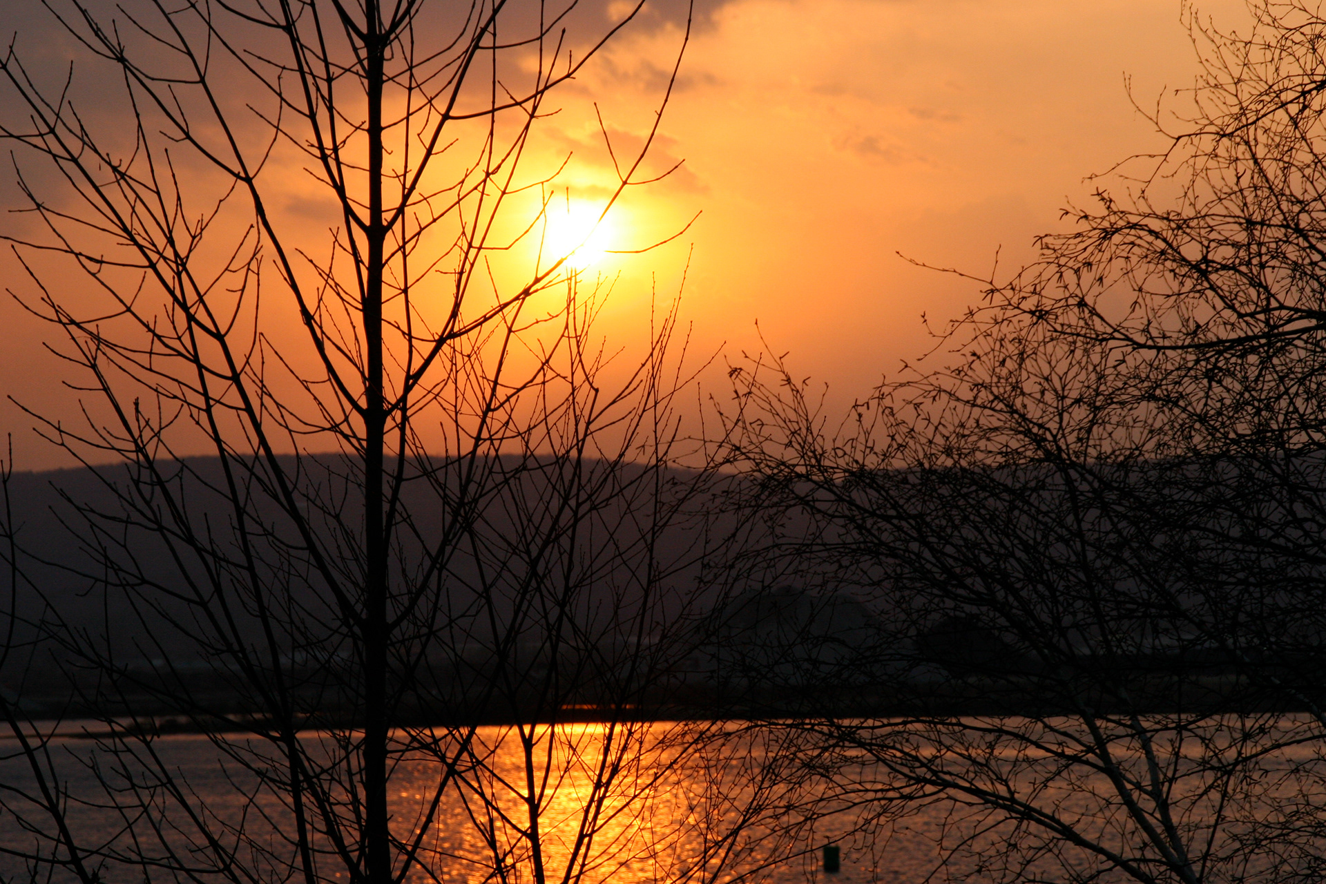 Warm Golden Sunset Light Filtering Through Silhouette of Dark Tree