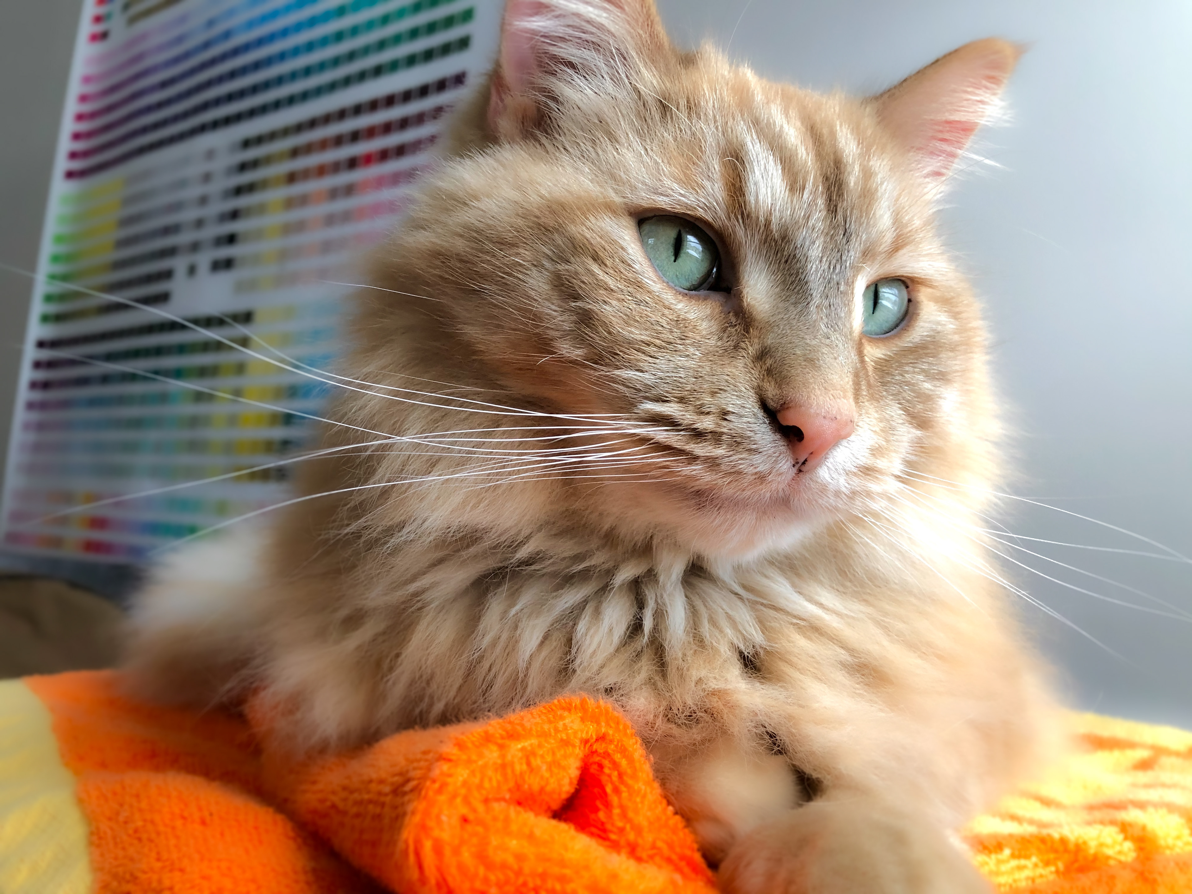Portrait of Max the Cat Inside Professional Graphic Design Studio Space