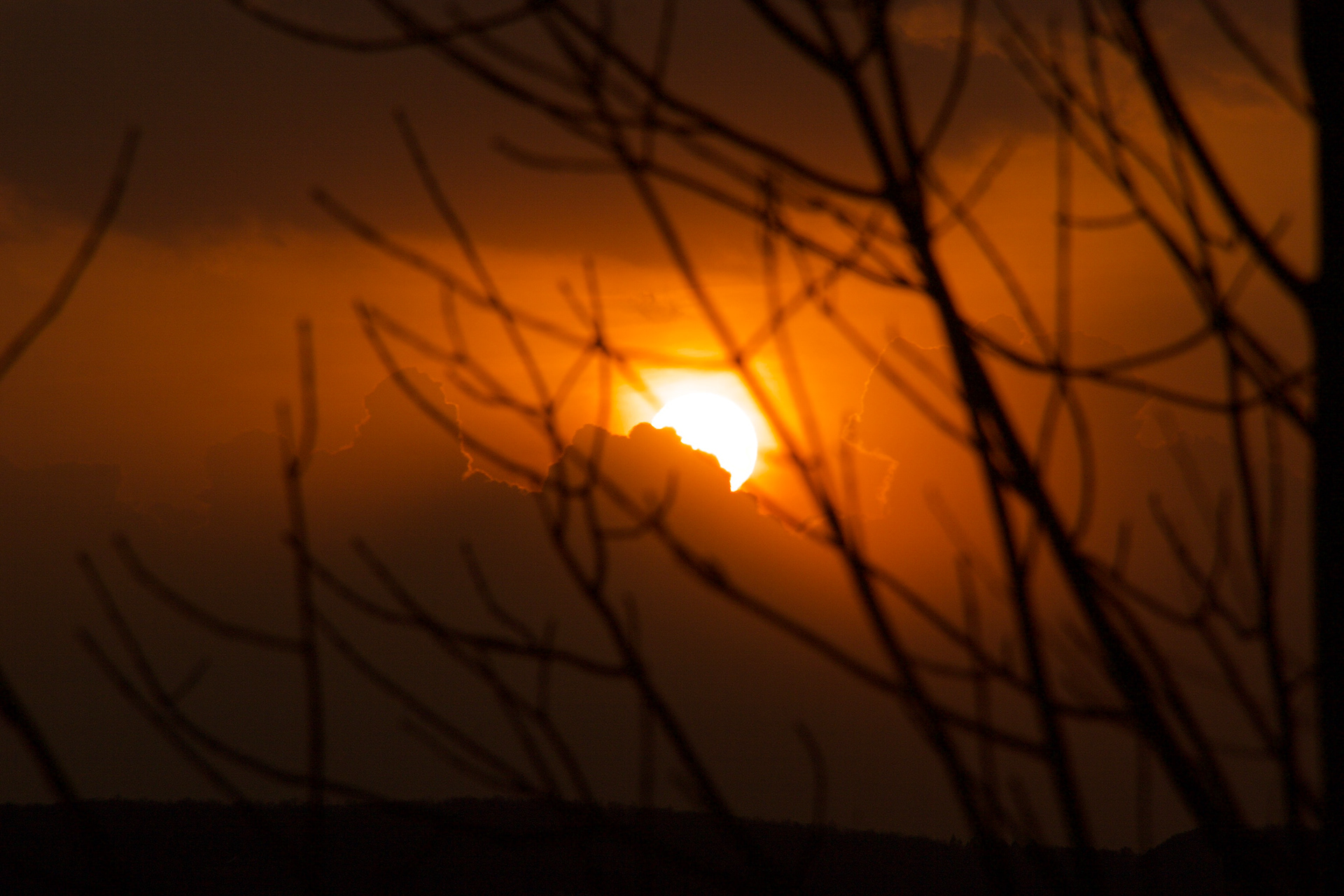 Radiant Close Up of Warm Golden Sunset Glowing Through Tree