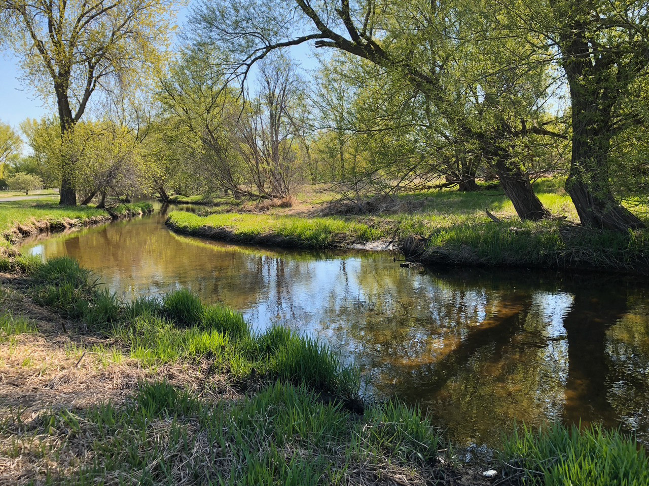 Bright Spring Green Morning Light Along Shingle Creek in Minnesota Nature
