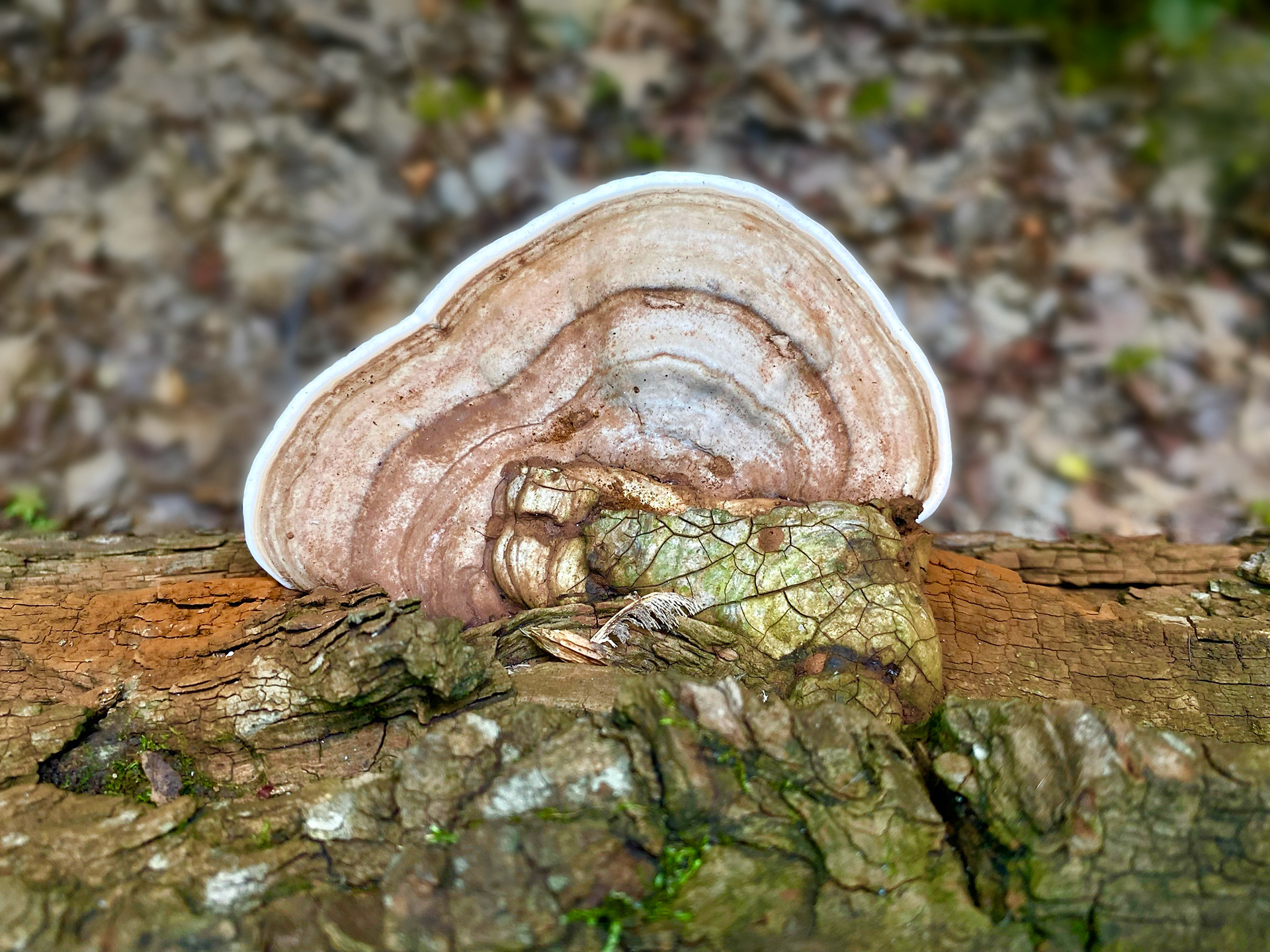 Natural Cross Section Mushroom on Log Fine Art Nature Photography