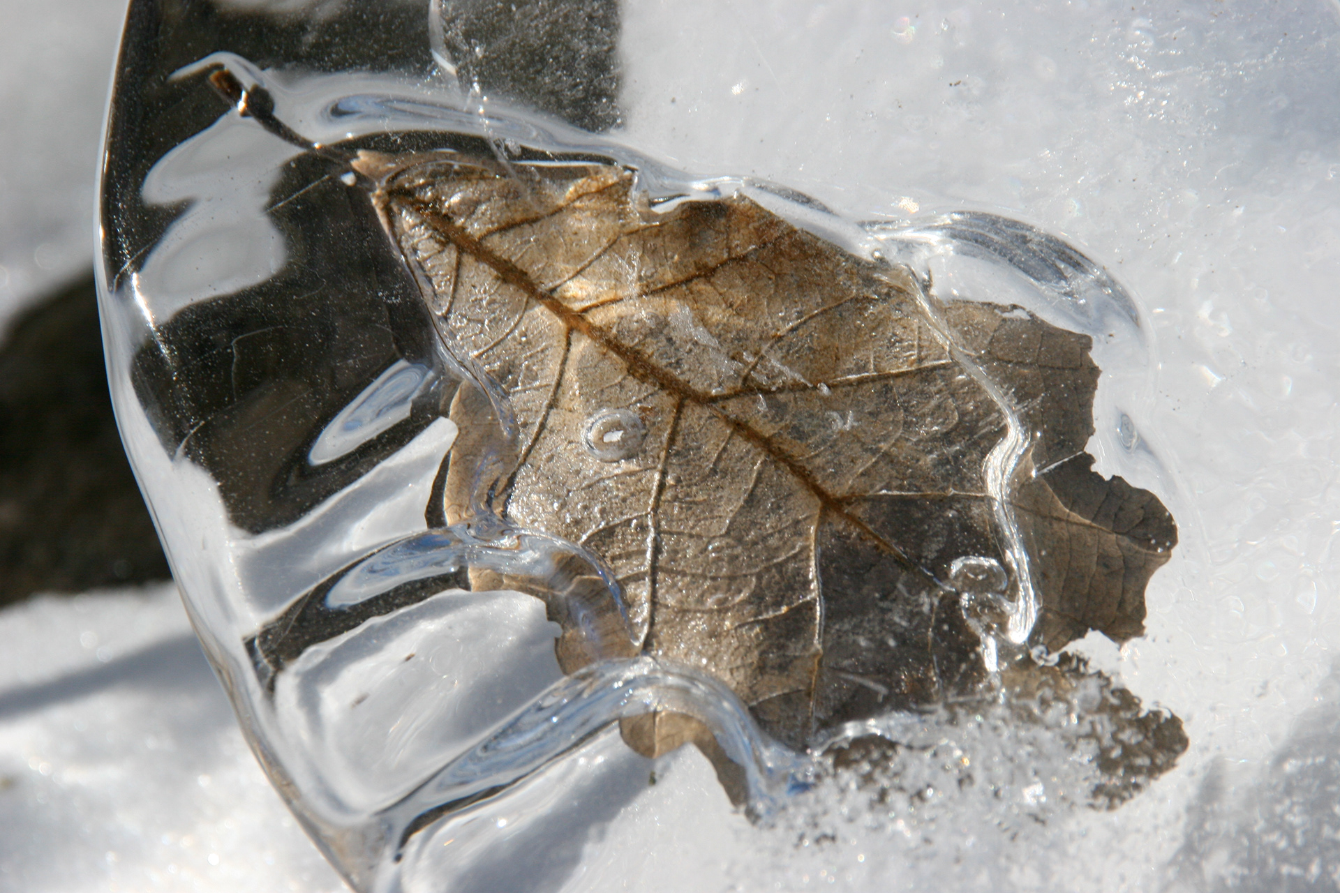 Single Autumn Leaf Frozen in Ice Block Along the Chippewa River