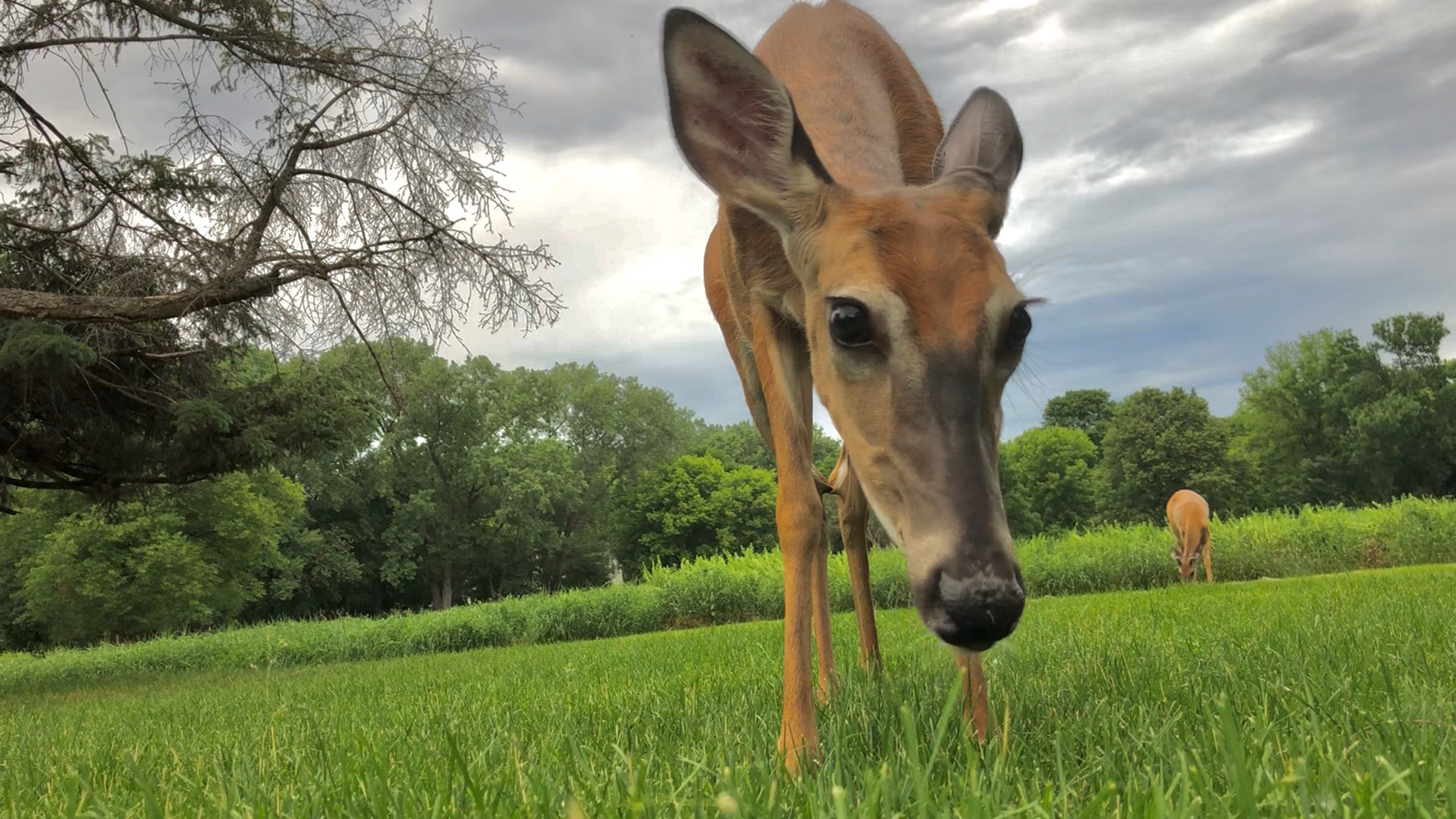 Wide Angle Perspective of Wild Deer Approaching for Food in Nature