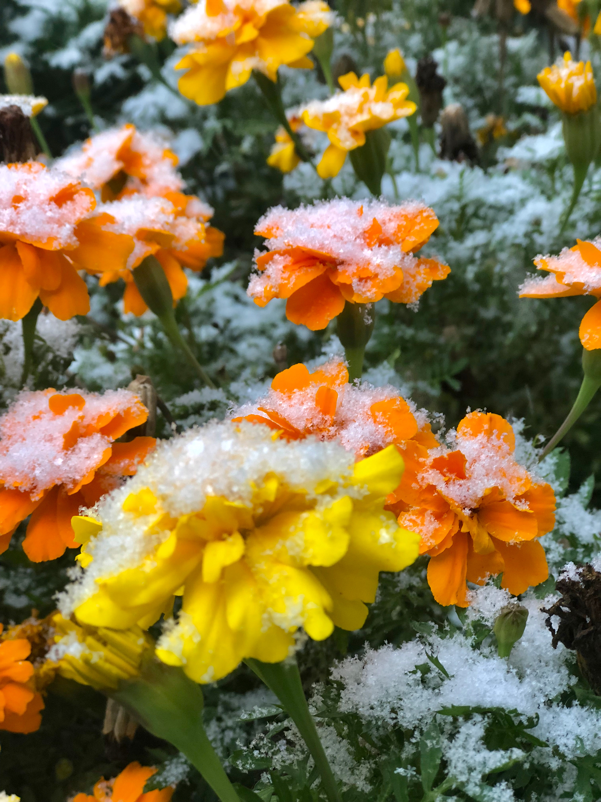  Early Autumn Snow Piling on Vibrant Late Season Fall Flower BloomsWarm Golden Sunset Light Filtering Through Silhouette of Dark Tree