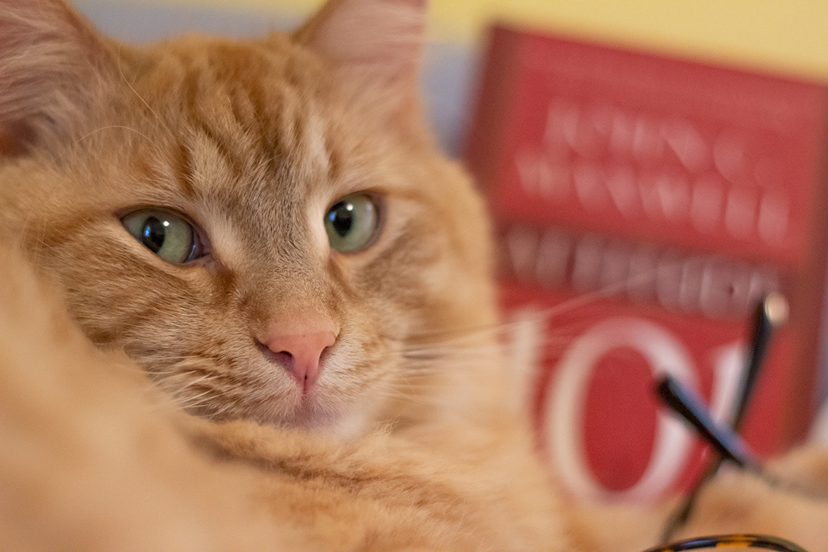 Creative conceptual pet photography of a Maine Coon cat in a studio setting by John Hermansen