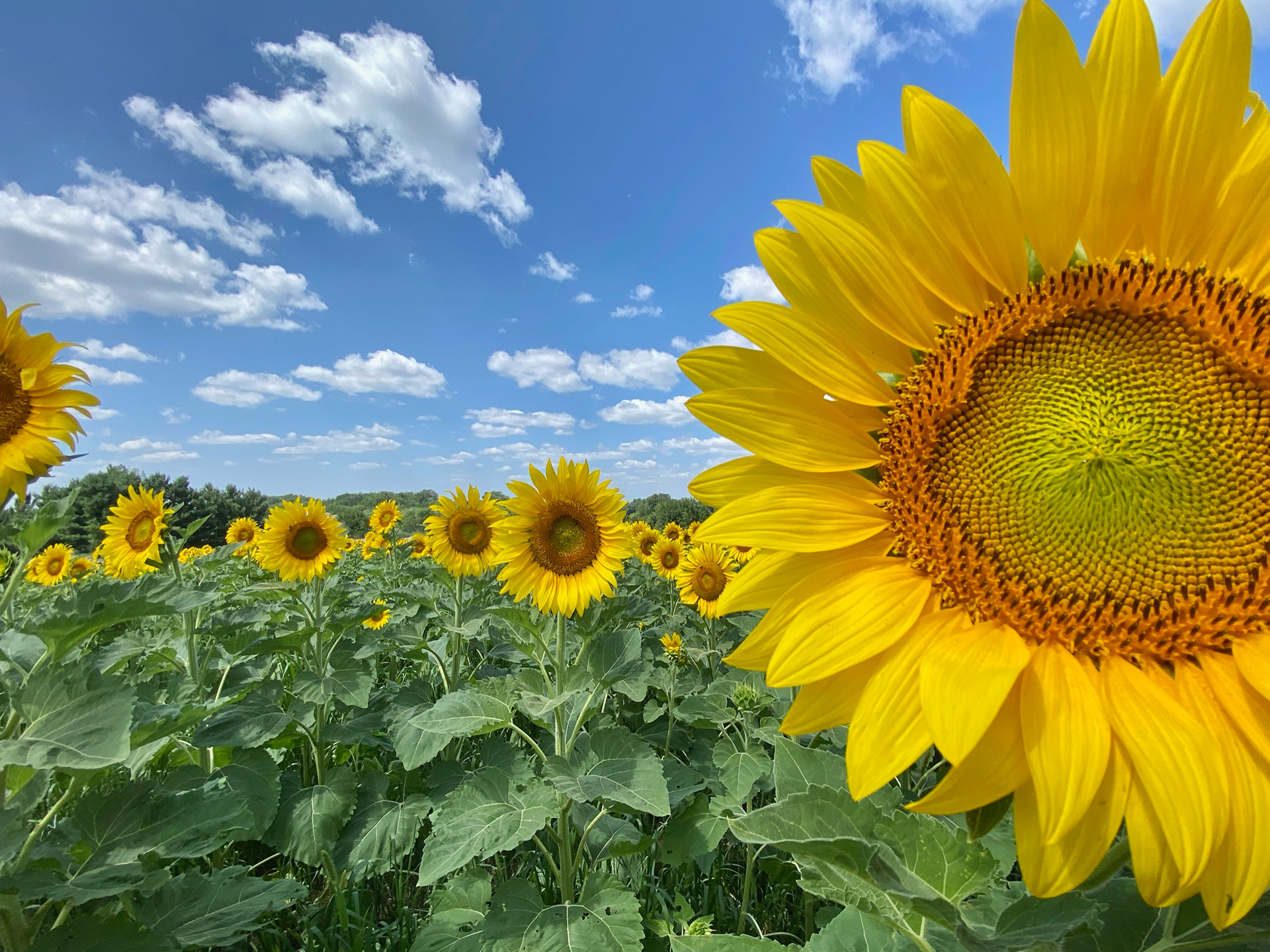 Sunflowers in Bloom Southern Minnesota Landscape Photography