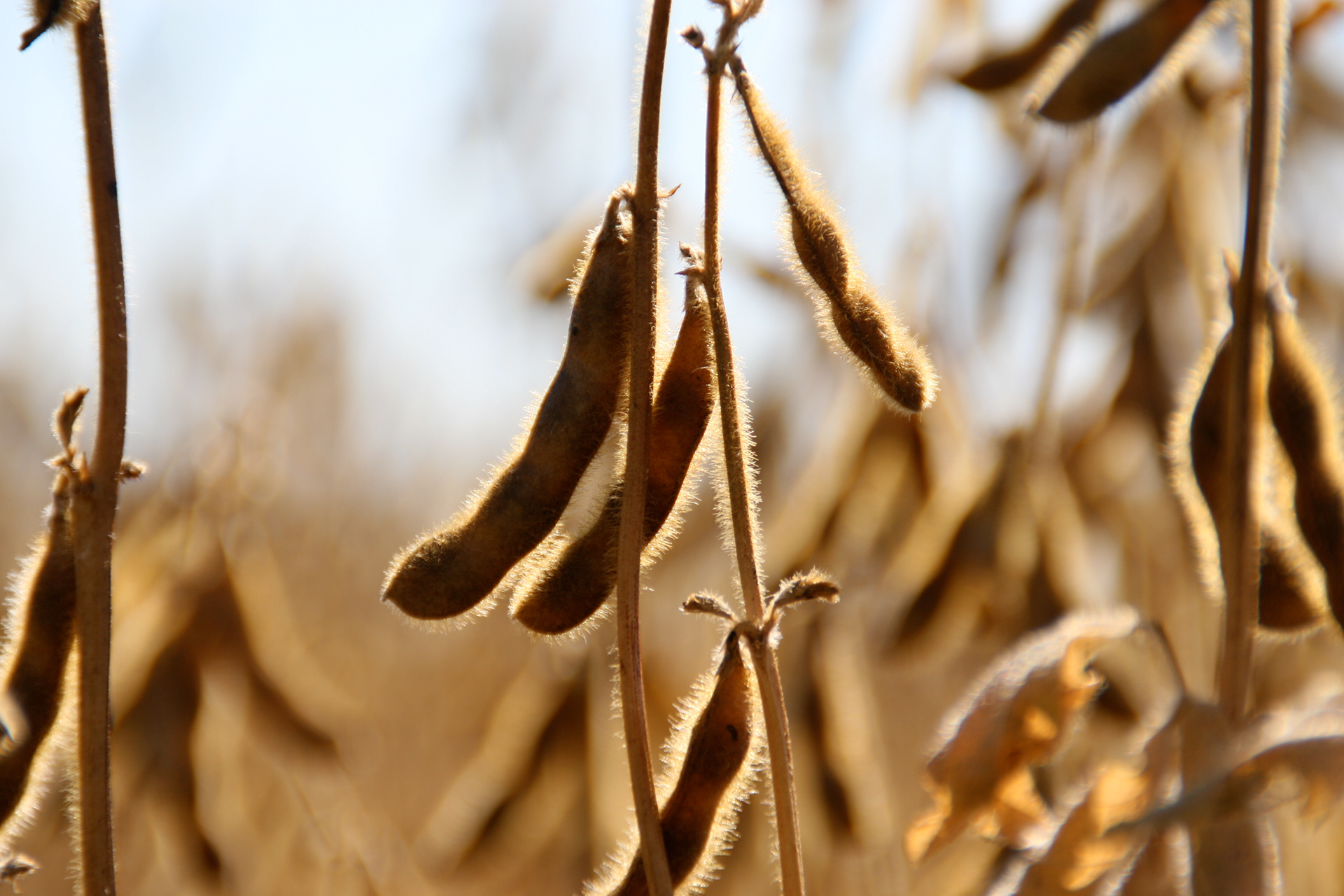  Detailed Agricultural Close Up of Mature Soybeans Ready for Harvest in Minnesota