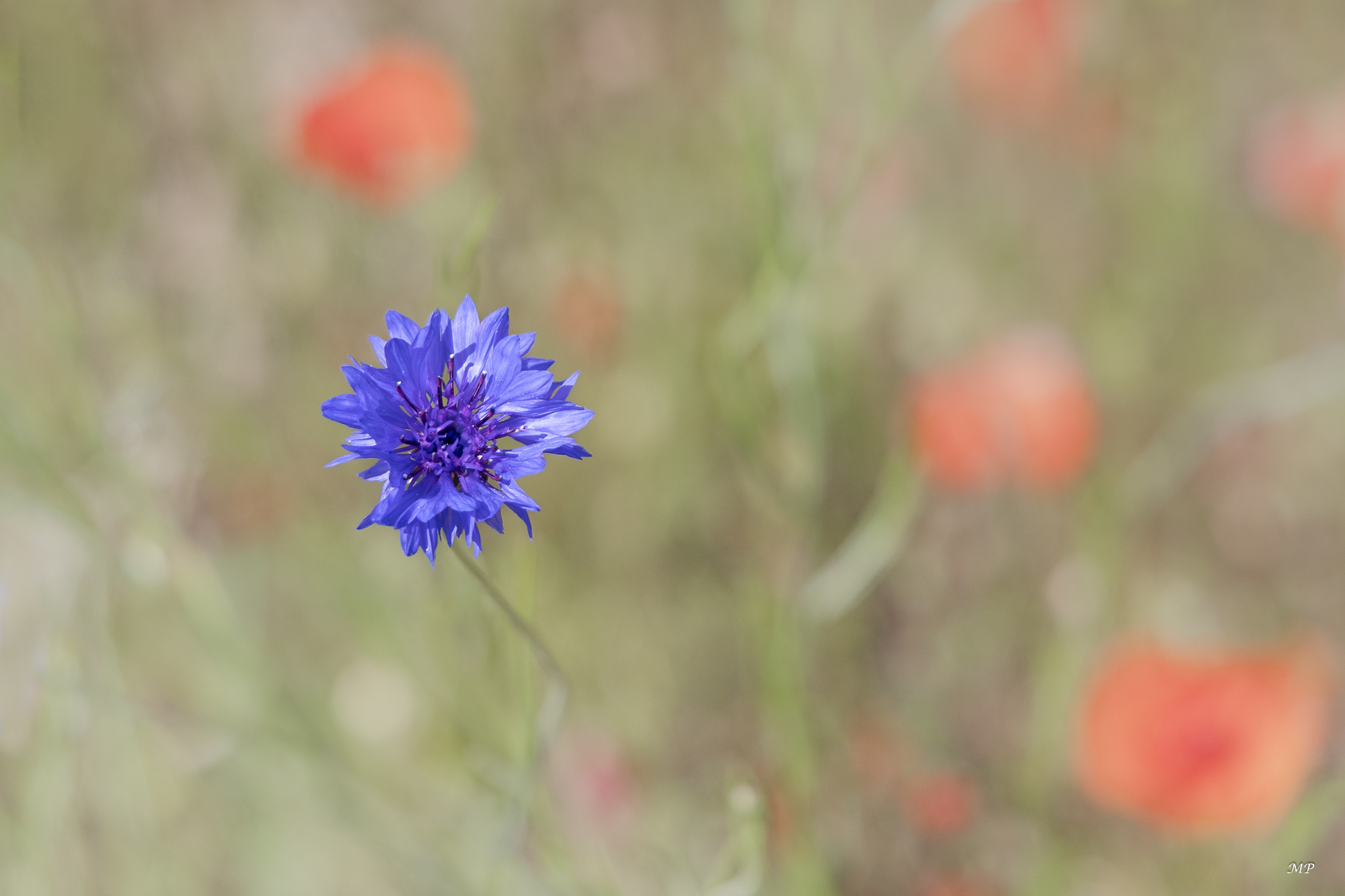 Bleuet