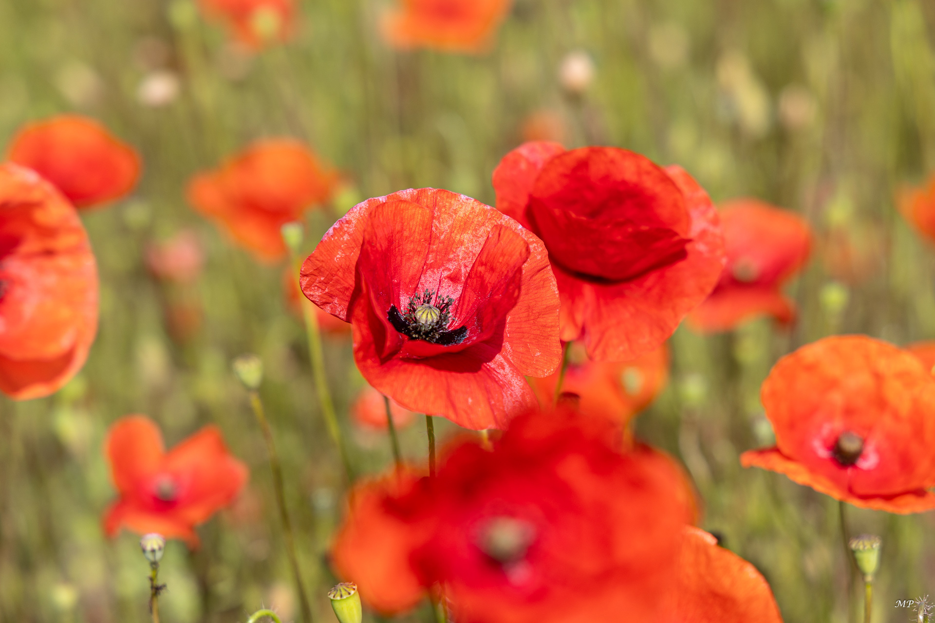 Coquelicots