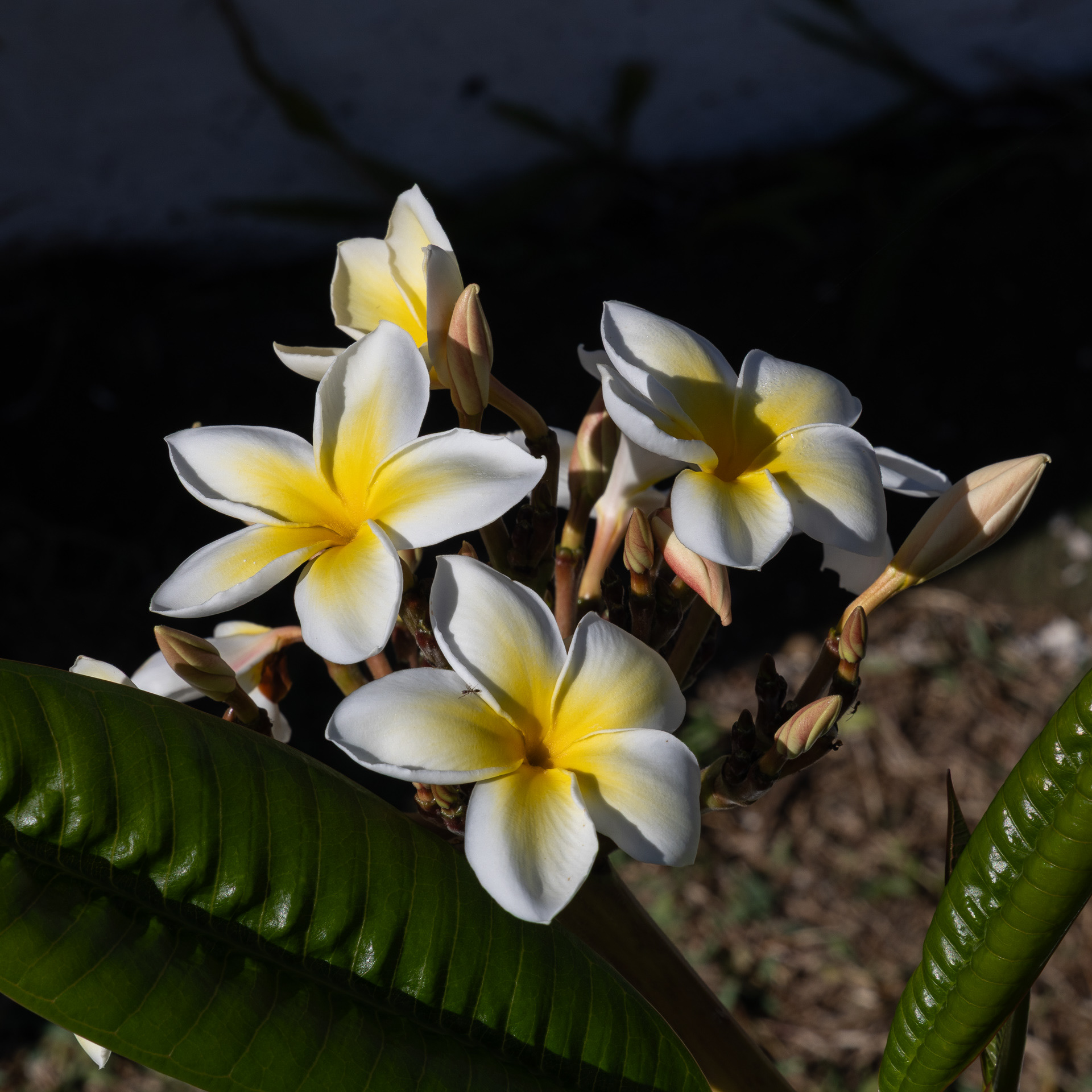 Fleurs de frangipanier