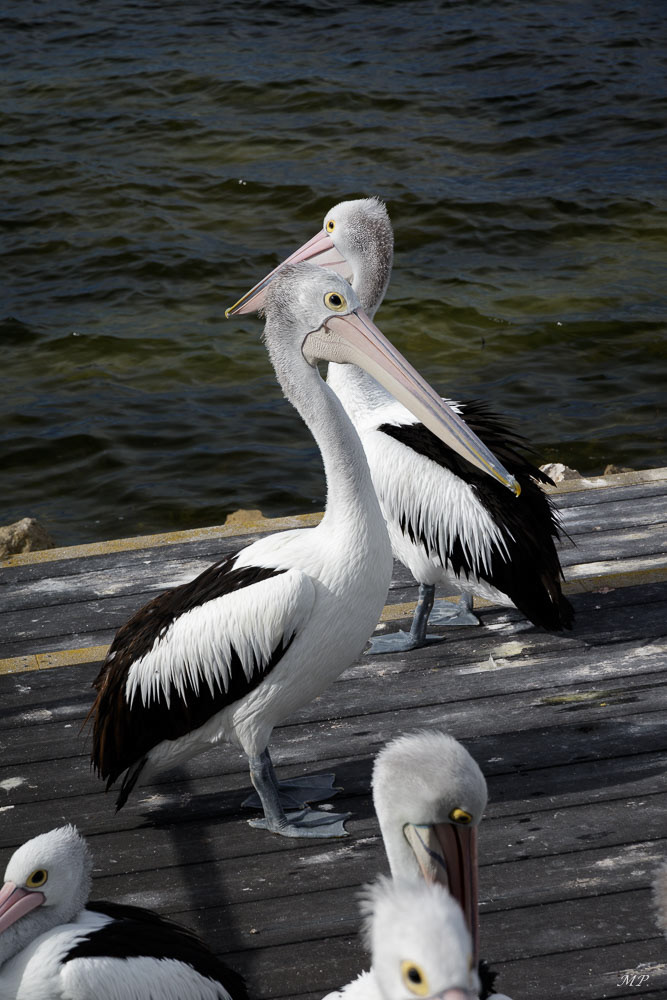 Kangaroo Island - Kingscote