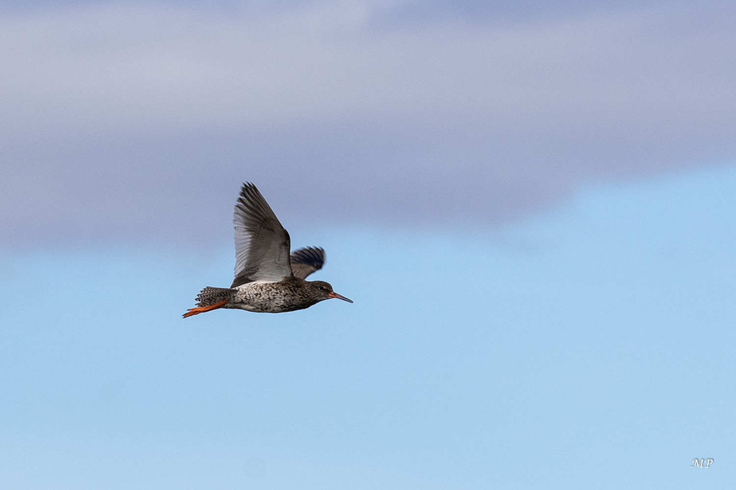 Lac Mývatn - Chevalier Gambette