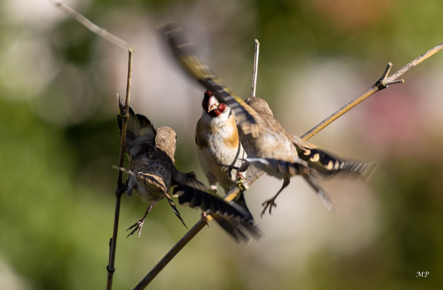 Chardonneret élégant