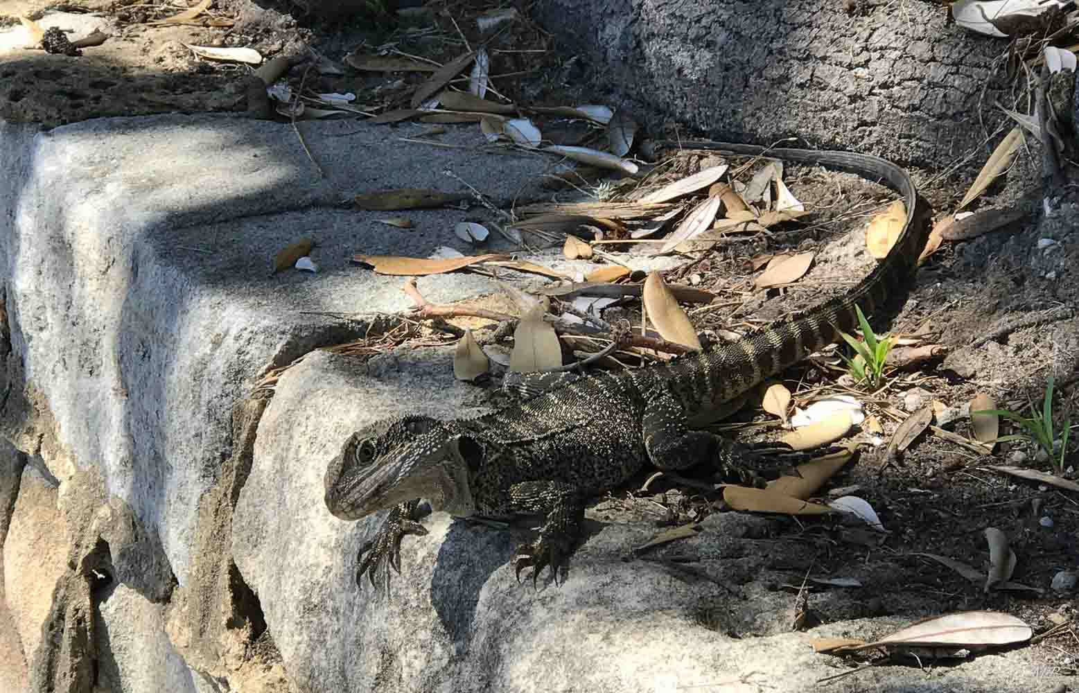 Manly - Un walking track permet de faire le tour de l'isthme (10km) et de découvrir la faune et la flore des lieux avec de belles vues sur Sydney.  Ici un Eastern Water Dragon lizard basking, endémique d'Australie