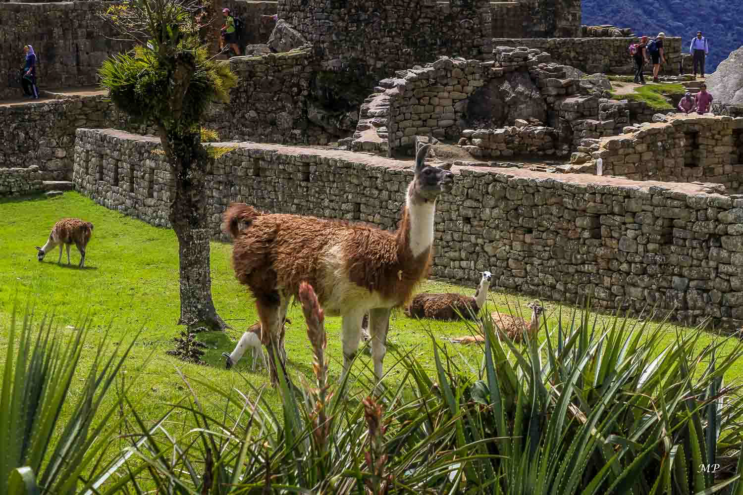 Machu Picchu