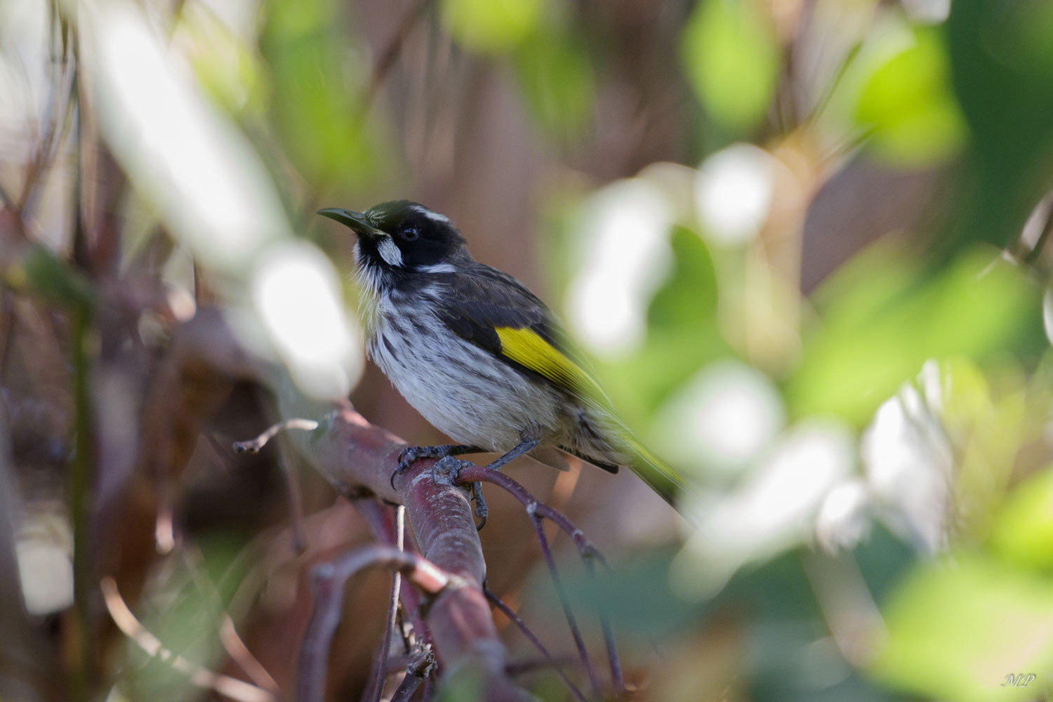 Méliphage de Nouvelle-Hollande
