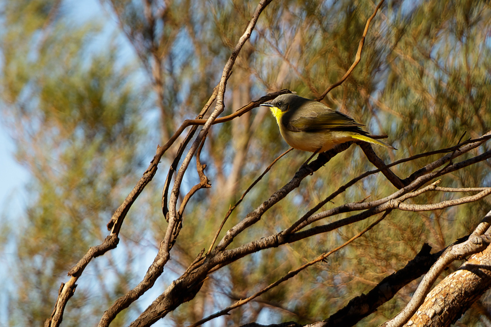 Gerygone à bec court