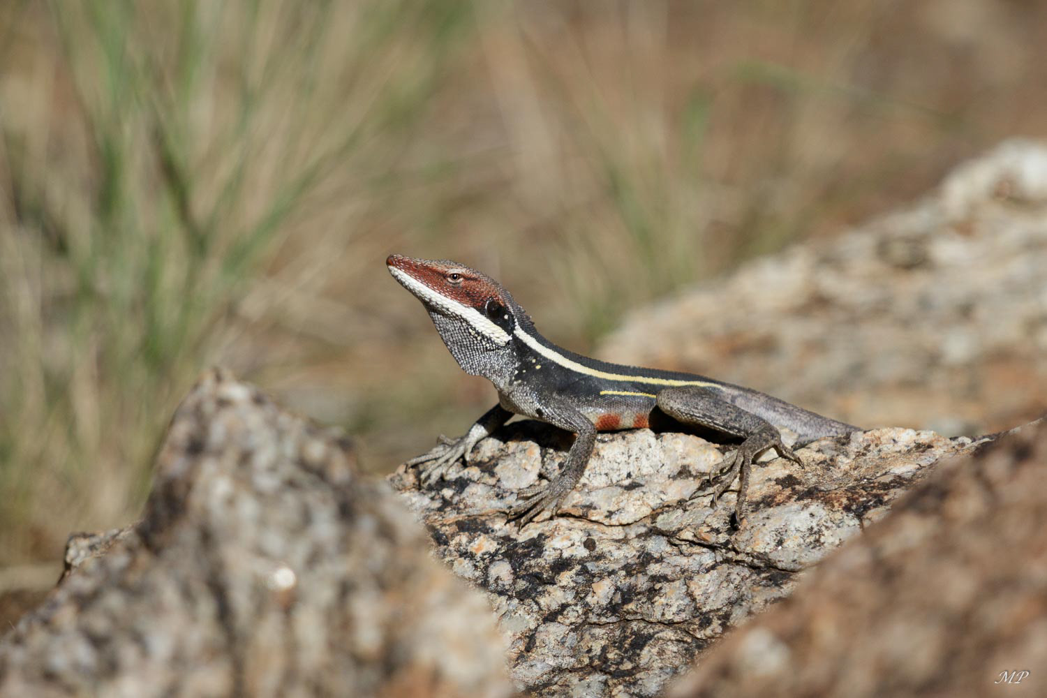 Cane grass two lined dragon