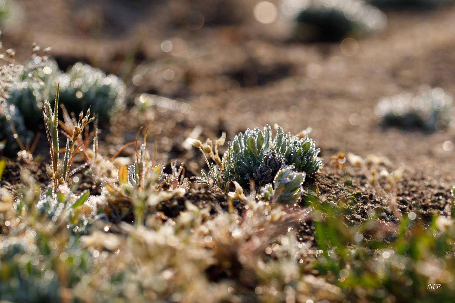 Perles de rosée sur les herbes