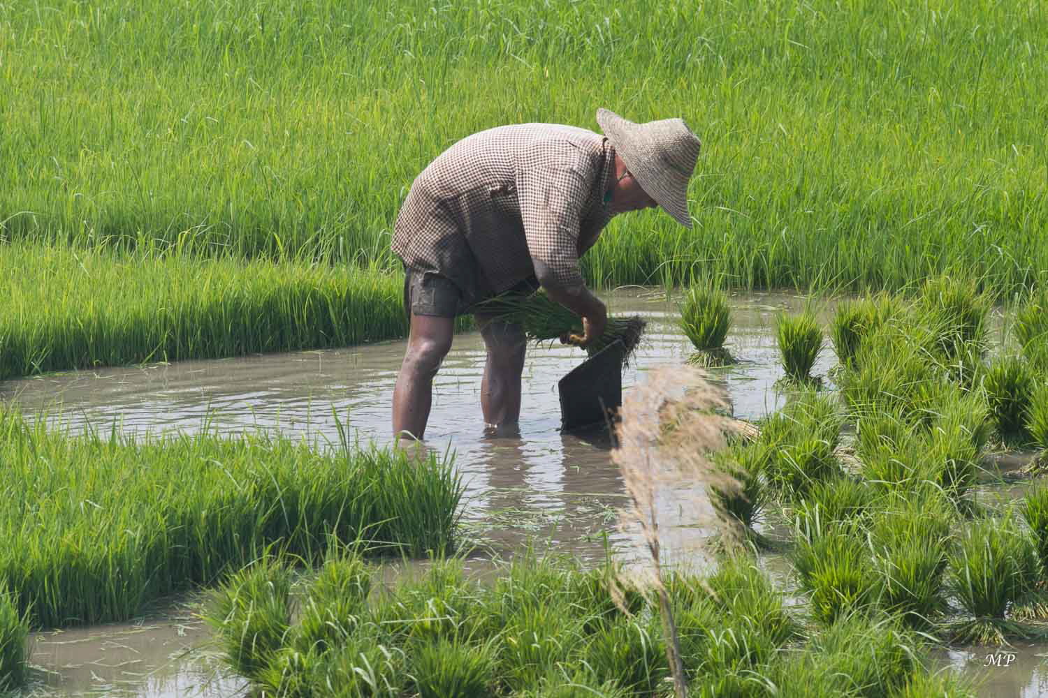 Les rizières: Sous le régime colonial britannique, la Birmanie  est un un important pays exportateur de riz. Aujourd'hui sa production couvre tout juste ses besoins. Le riz est pourtant le principal produit agricole du pays. Il occupe 60% des terres cultivées et représentent 97% de la production céréalières totale en poids.