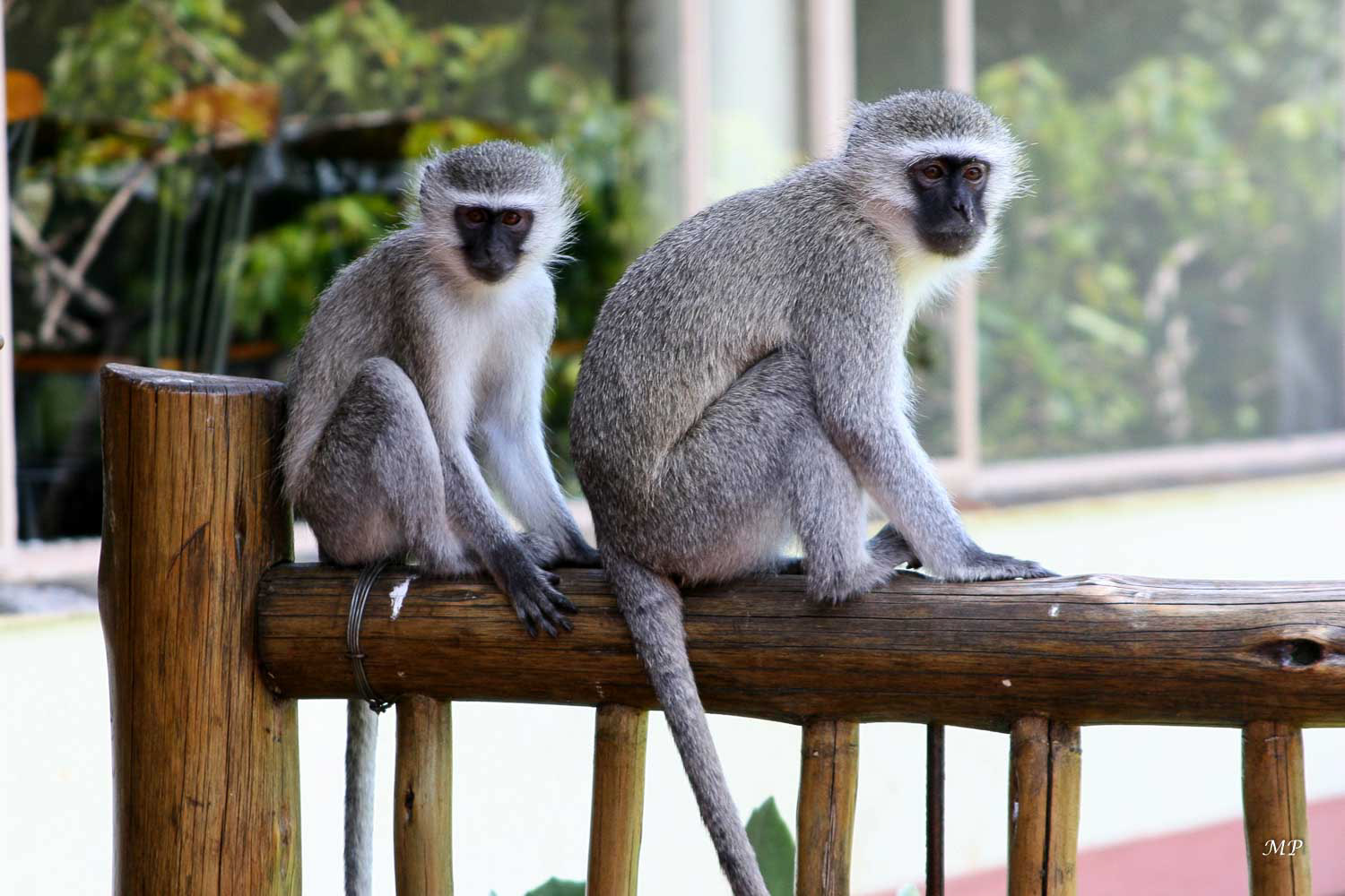 Pilgrim's Rest - Les habitants les plus nombreux de la ville sont les Vervets.