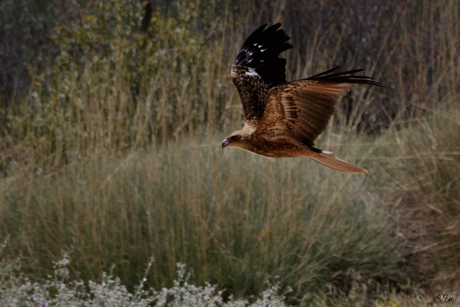 Aigle à queue triangulaire