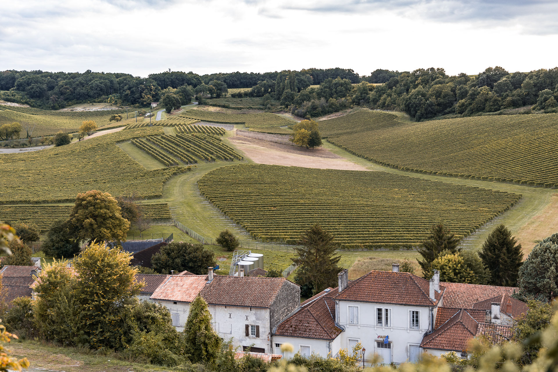 Bouteville (17) - Le vignoble de Cognac