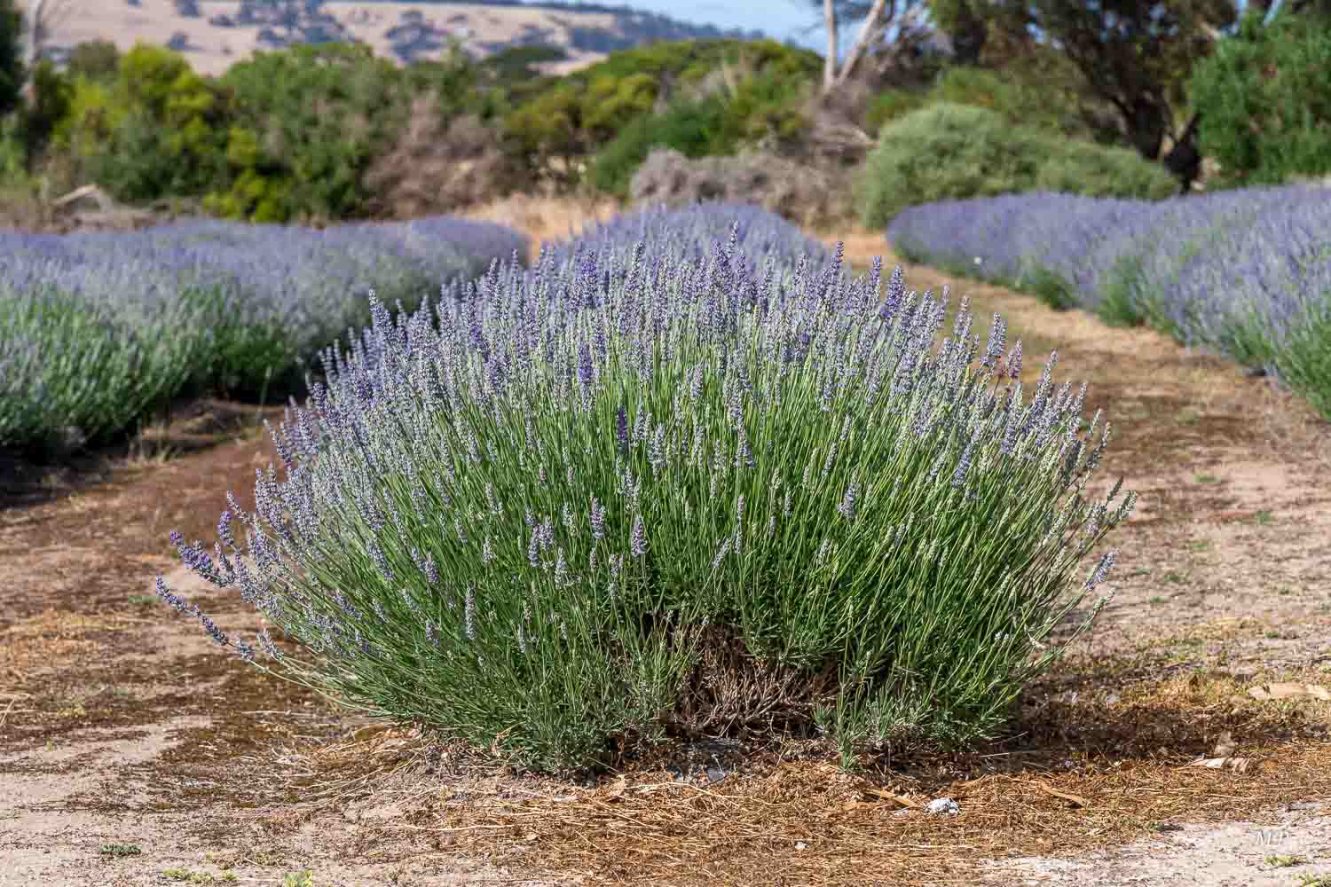 Kangaroo Island - La lavande est aussi cultivée en Australie