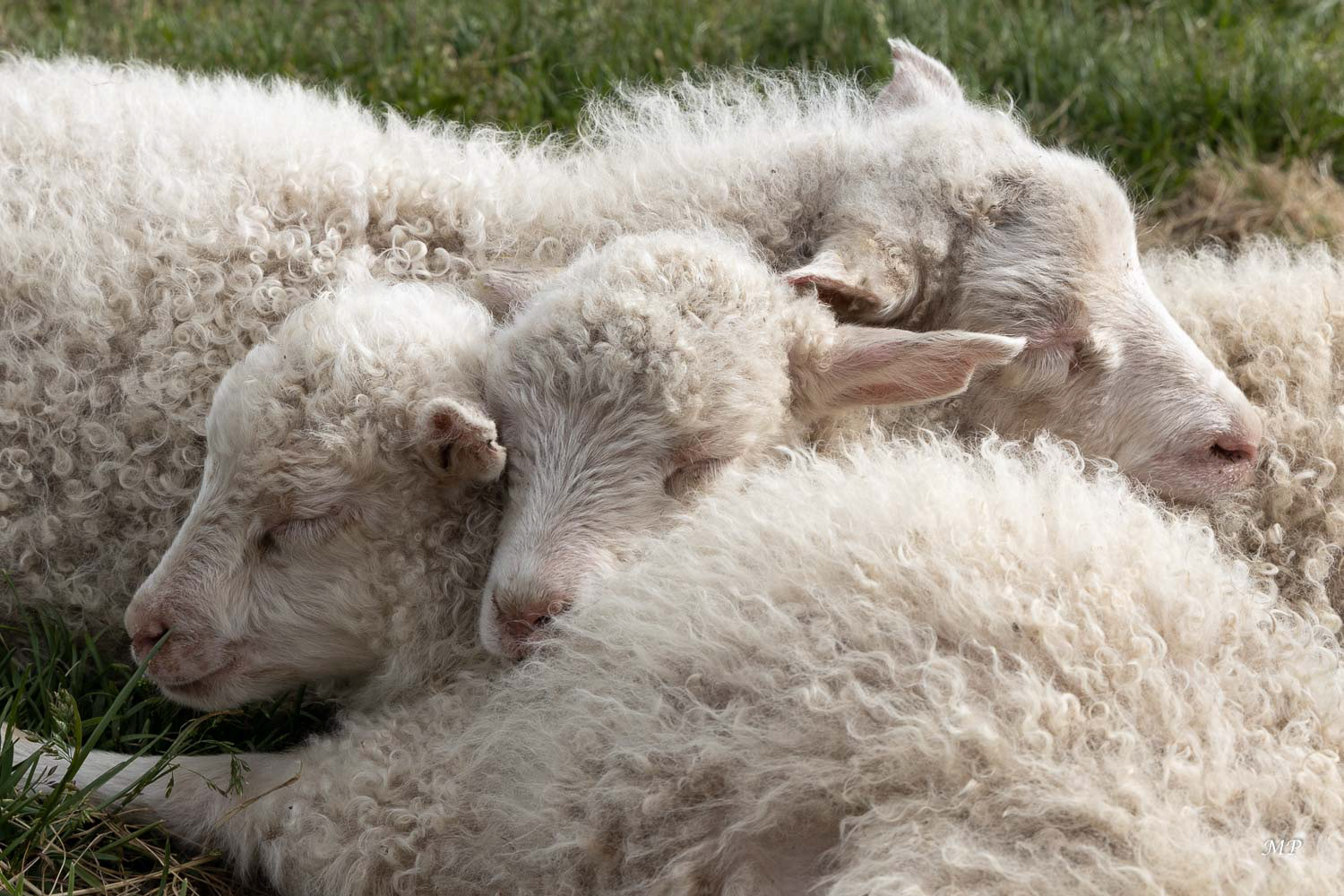 La ferme de Stóra-Ásgeirsá