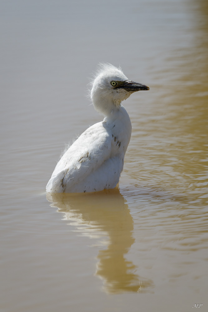 Jeune aigrette garzette