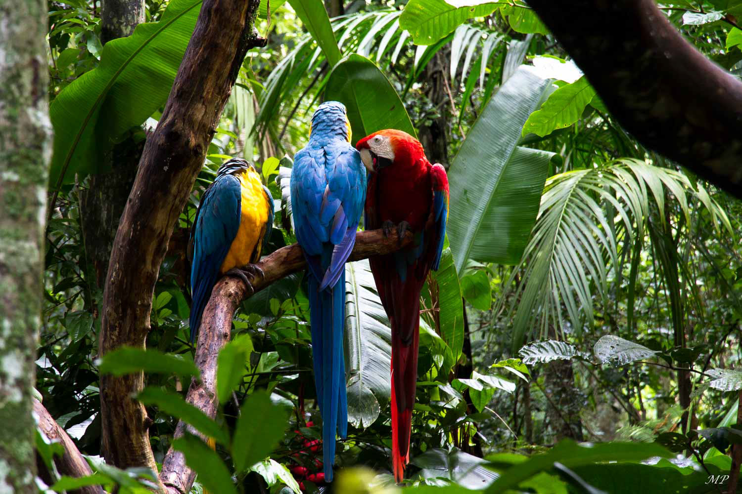 Forêt tropicale d'Iguazù