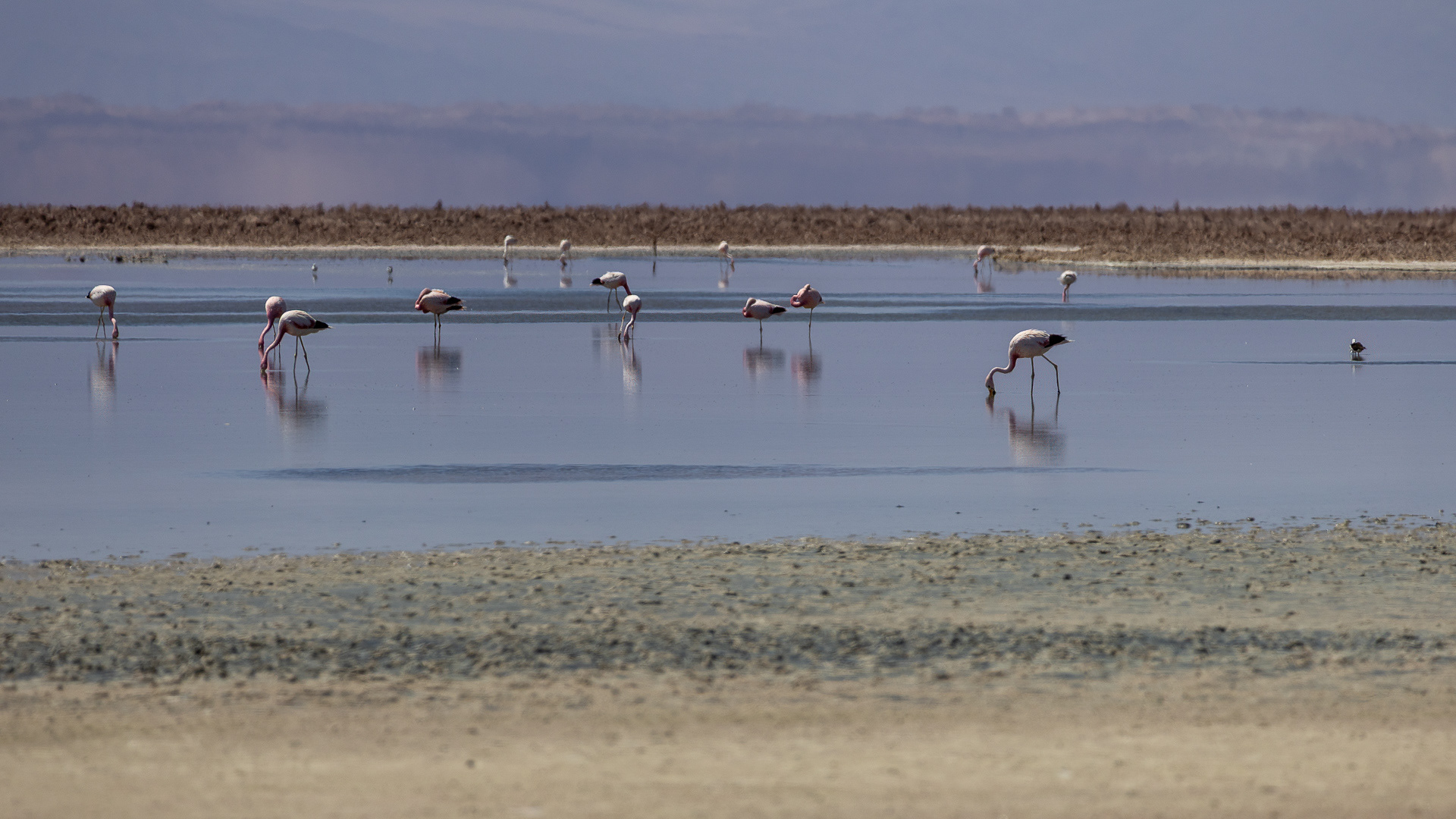 Atacama - Le lac salé de Chaxa est un lieu de migration des flamants roses (2300m)