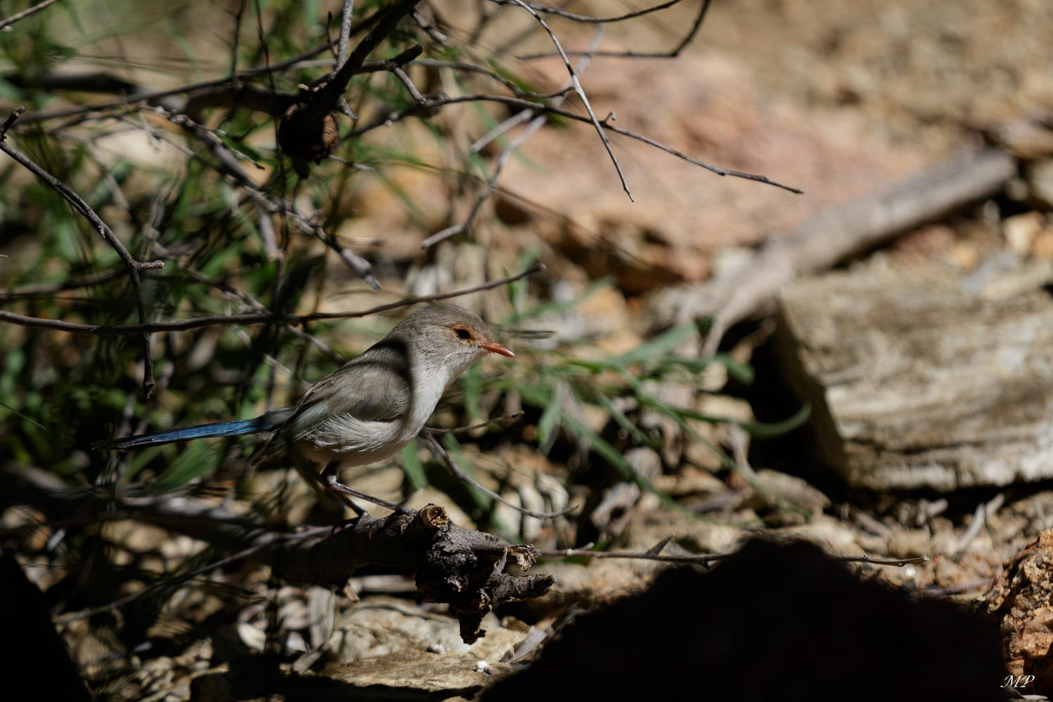 Mérion splendide femelle